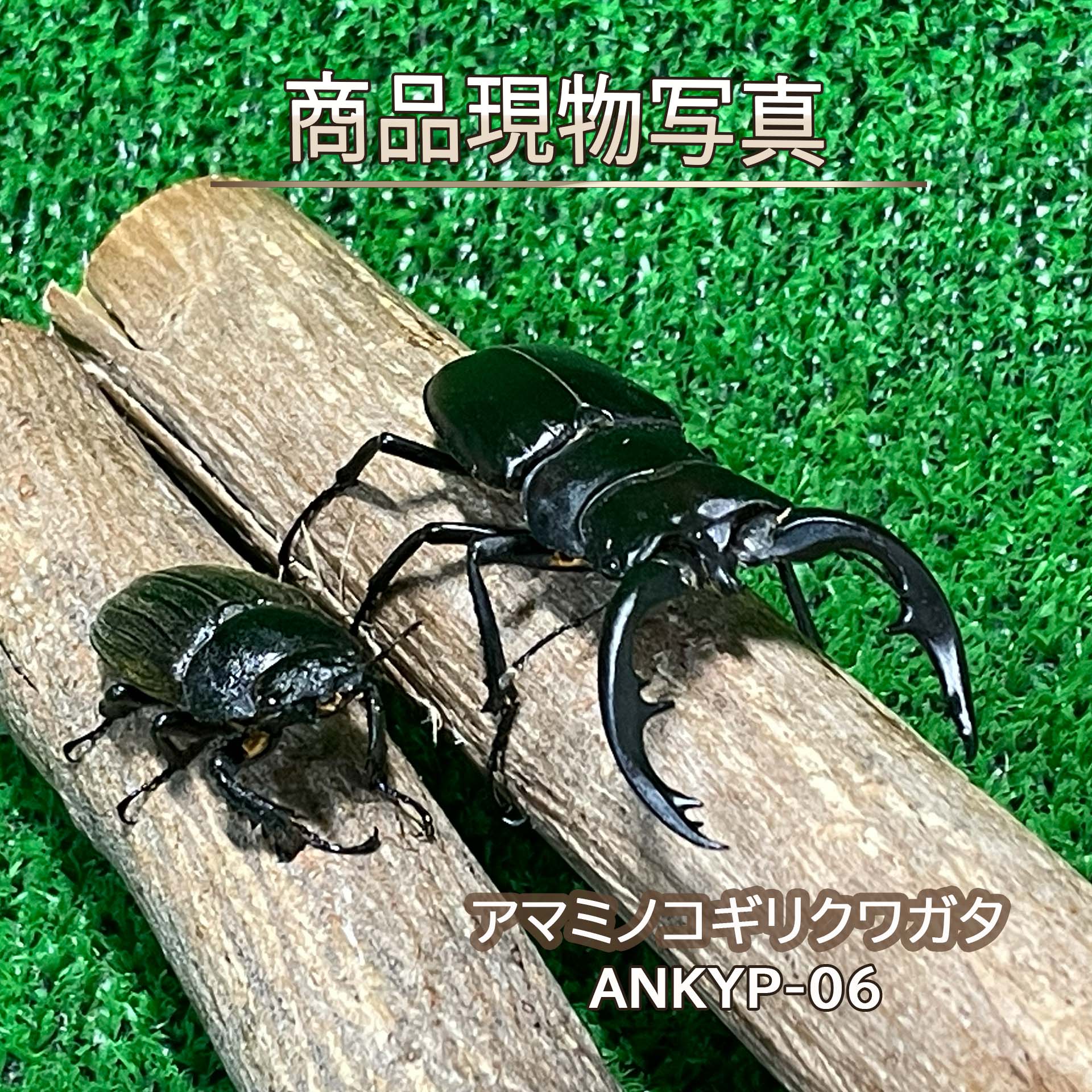 【超特大】 アマミノコギリクワガタ 成虫 ペア 生体 計2頭 ♂68.5mm 水牛顎 ♀38.2mm (ANKYP-06) アマミ ノコギリクワガタ 水牛顎 昆虫 ペット (発送：60サイズ）
