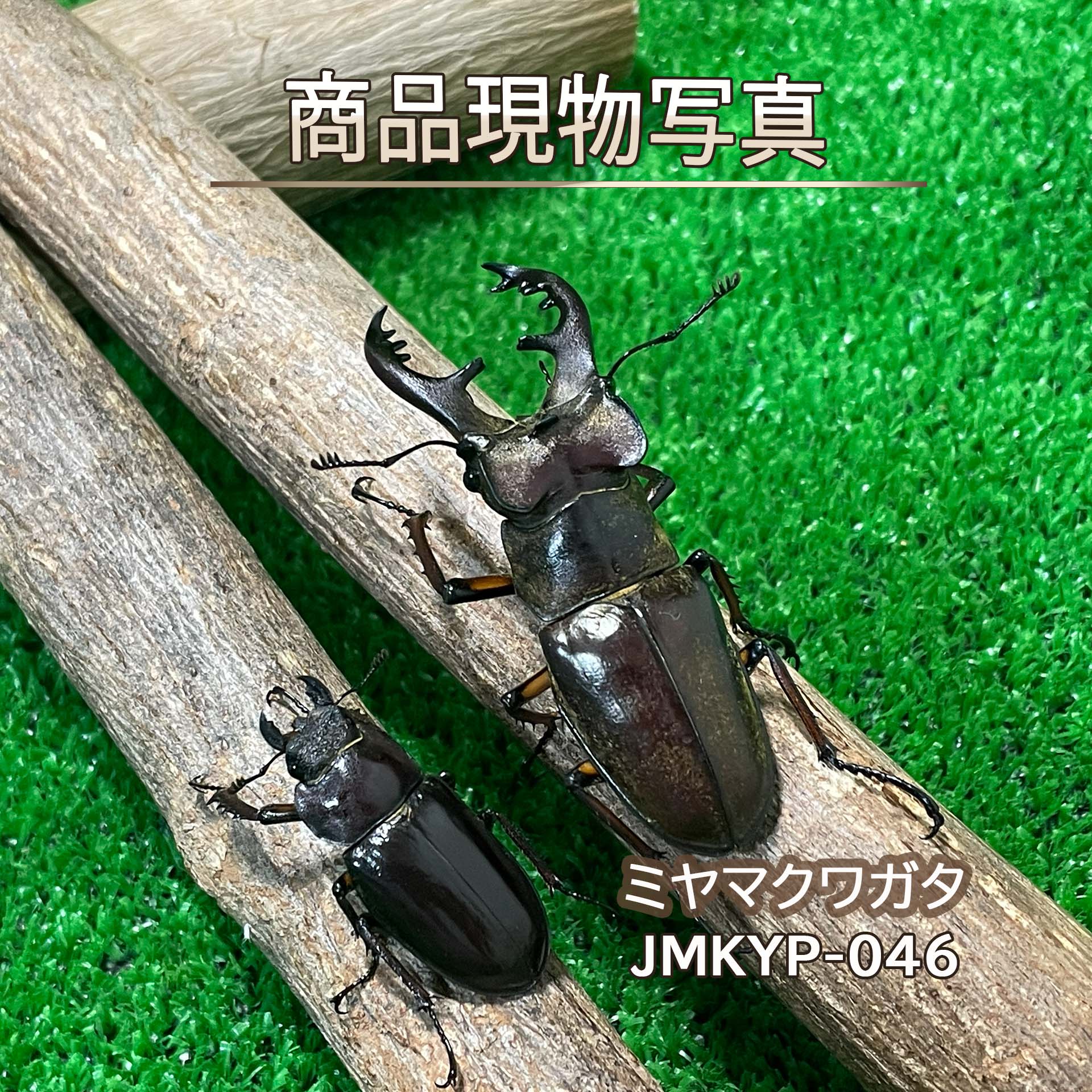楽天市場】ミヤマクワガタ メスの通販