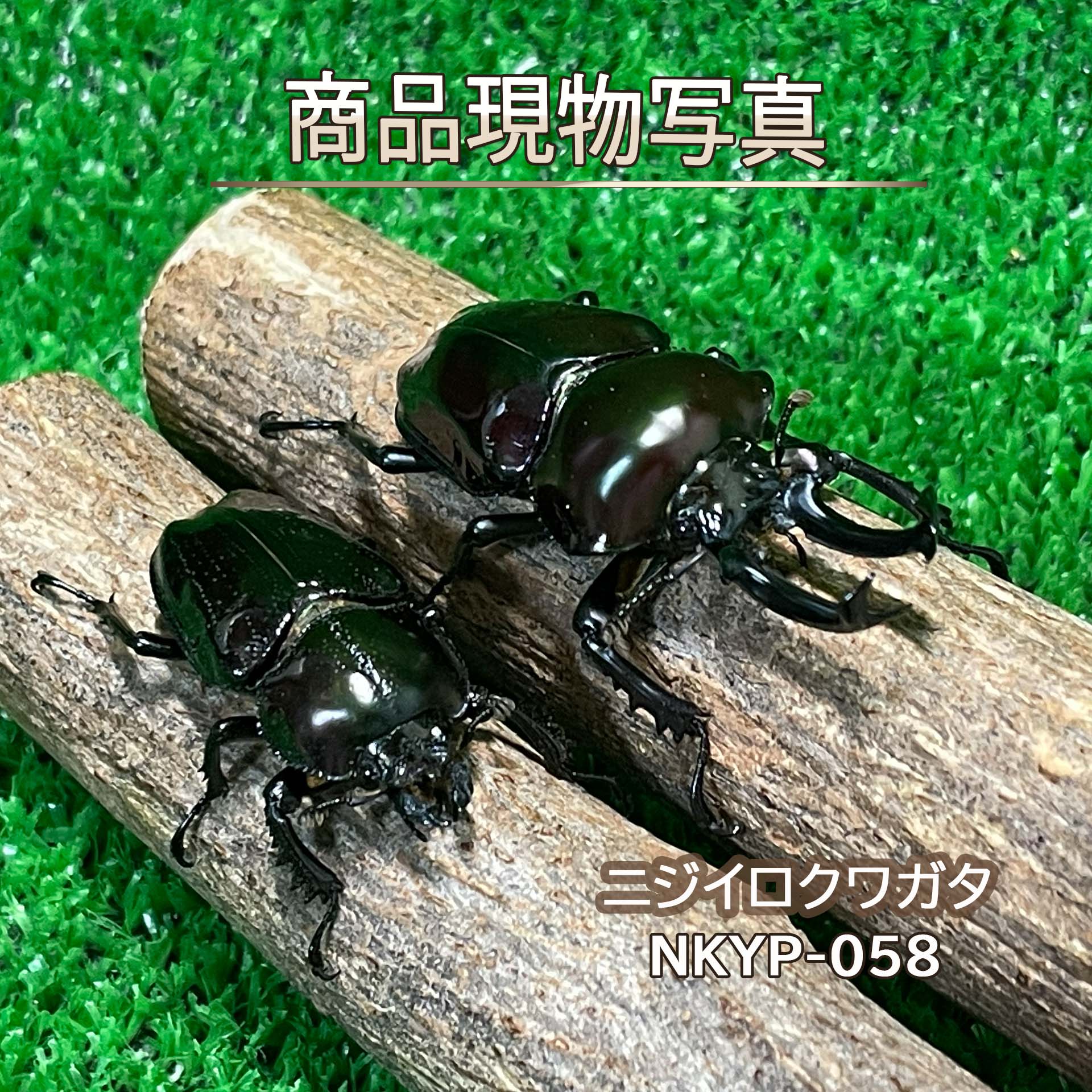 【入門種】 ニジイロクワガタ バイオレットペア 大型血統ペア 新成虫 生体 計2頭 ♂54,3mm ♀38.7mm 外国産クワガタ クワガタ 昆虫 成虫 ペット (発送：60サイズ)