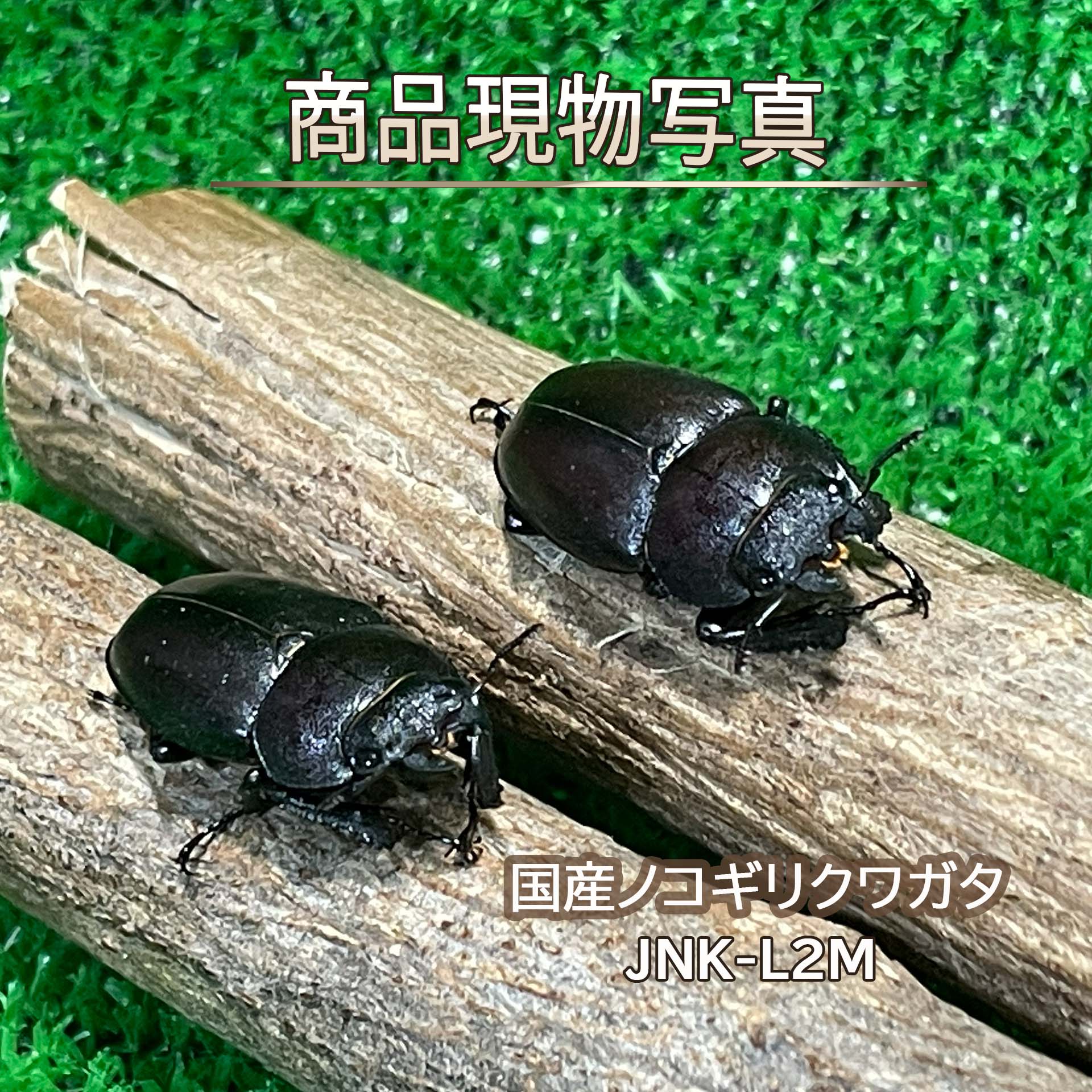 国産ノコギリクワガタ 成虫 大型メス 30mmUP 2頭＋1頭 (死着補償) 生体 計3頭 群馬県にて自然採集した個体とブリーディン個体と混合 ノコギリ クワガタ 昆虫 生体 ペット (発送：60サイズ）