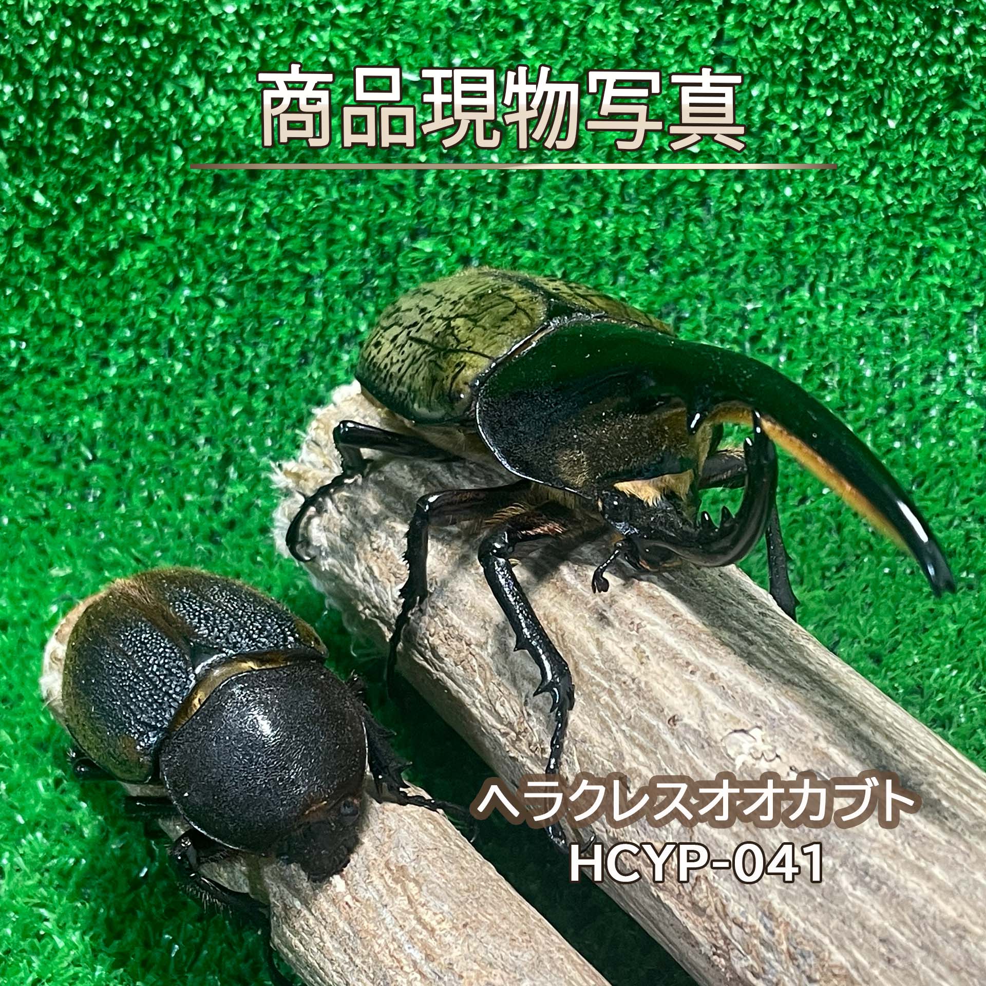 楽天市場】ヘラクレスリッキー（生体｜昆虫）：ペット・ペットグッズの通販