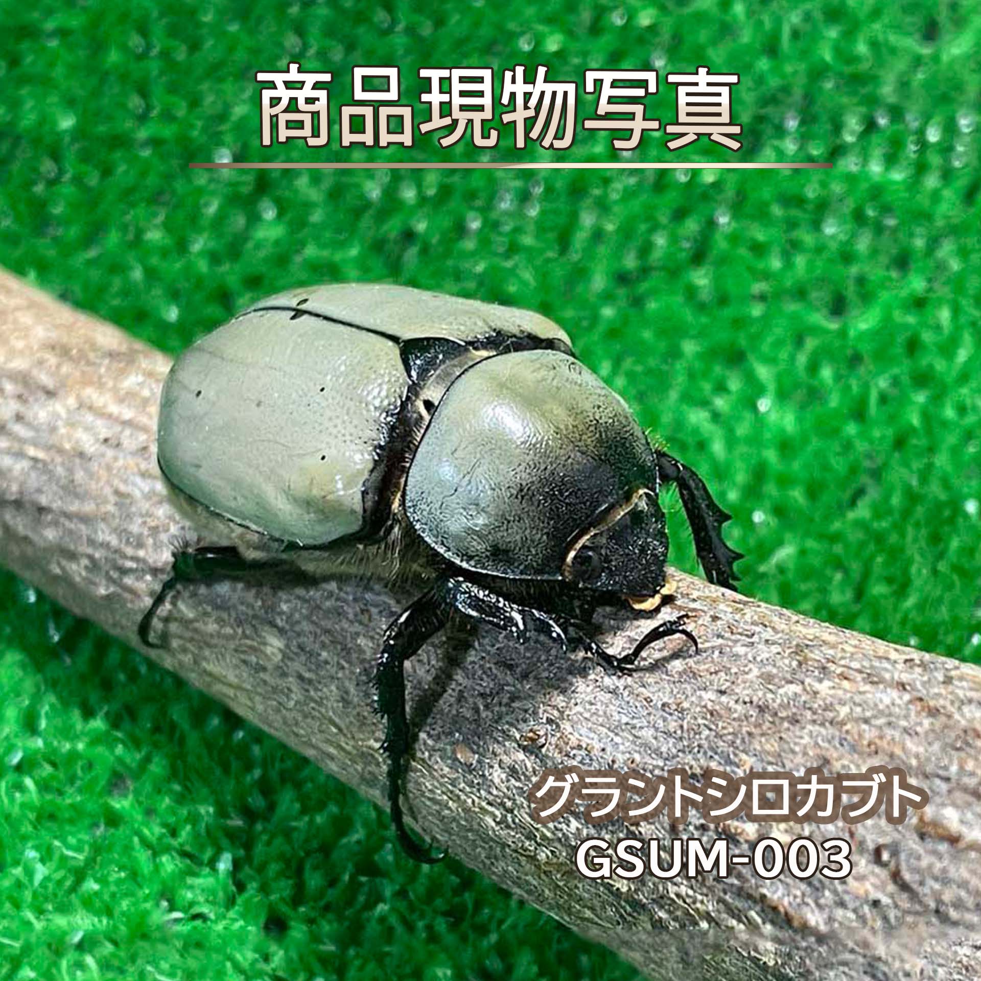 【ホワイト血統】 グラントシロカブト メス単品 49.5mm 生体 計1頭 （GSUM-003) 新成虫 未使用 生体 外国産カブトムシ 白いカブトムシ (発送:60サイズ)