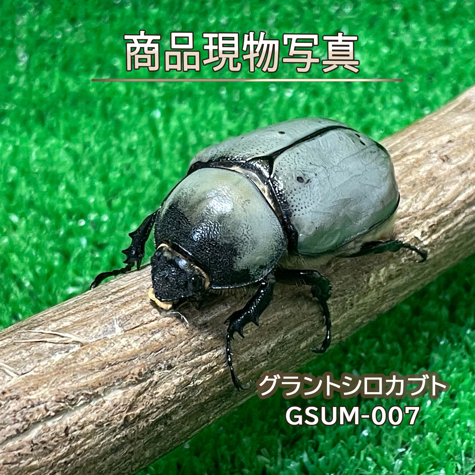 【ホワイト血統】 グラントシロカブト メス単品 51.6mm 生体 計1頭 （GSUM-007) 新成虫 未使用 生体 外国産カブトムシ 白いカブトムシ (発送:60サイズ)