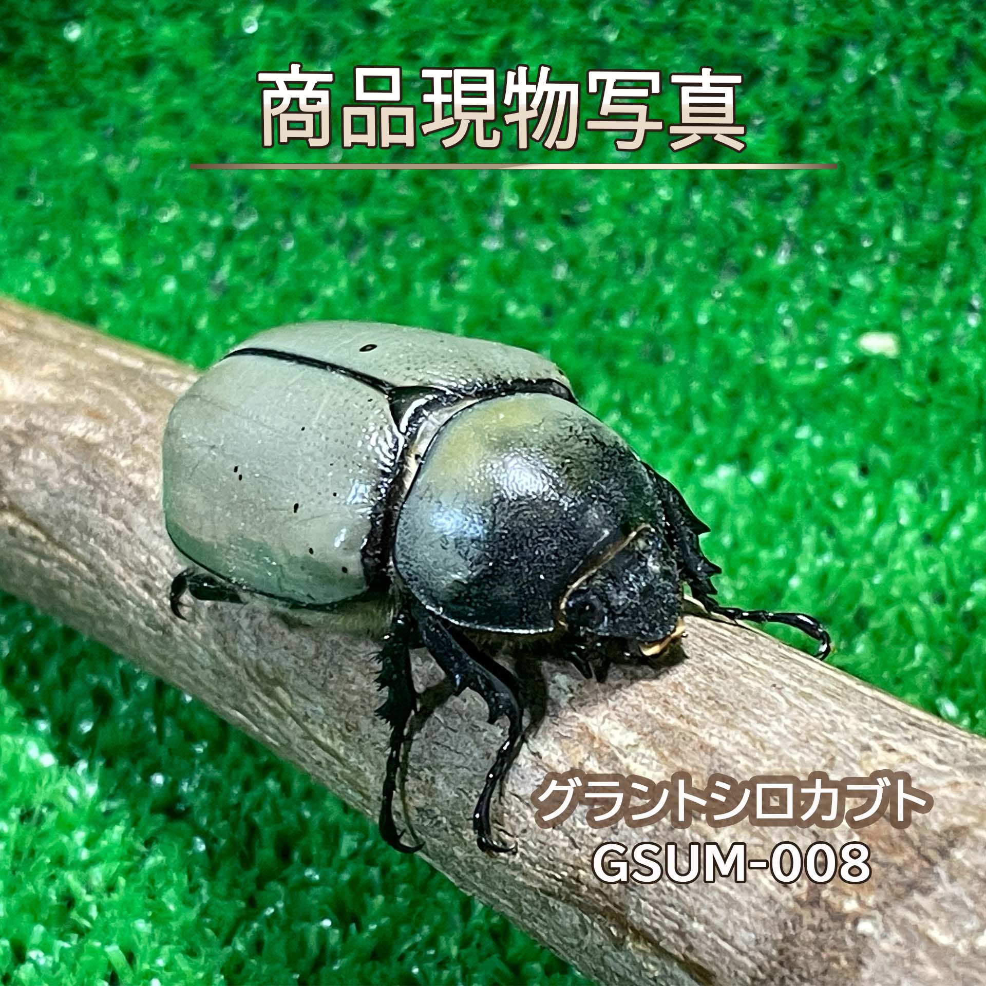 【ホワイト血統】 グラントシロカブト メス単品 51mm 生体 計1頭 （GSUM-008) 新成虫 未使用 生体 外国産カブトムシ 白いカブトムシ (発送:60サイズ)
