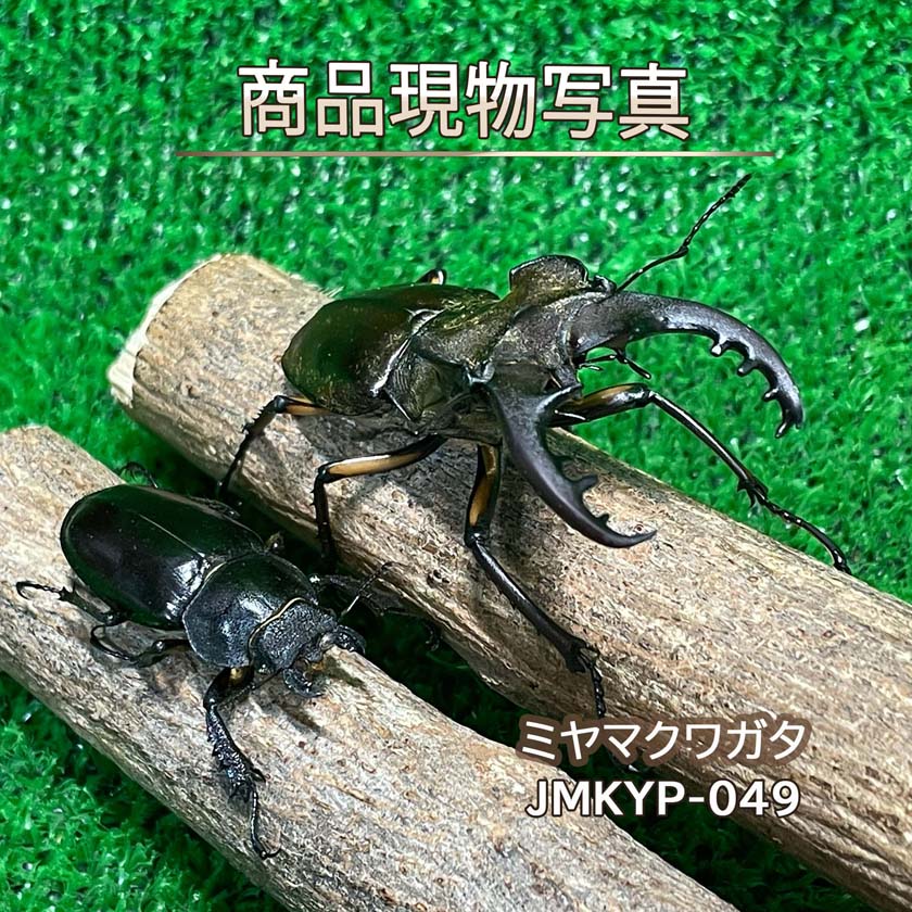 【超特大】 ミヤマクワガタ ペア ♂71.7mm ♀39.5mm 生体 計2頭 【JMKYP-049】 国産 クワガタ 昆虫（発送：60サイズ）