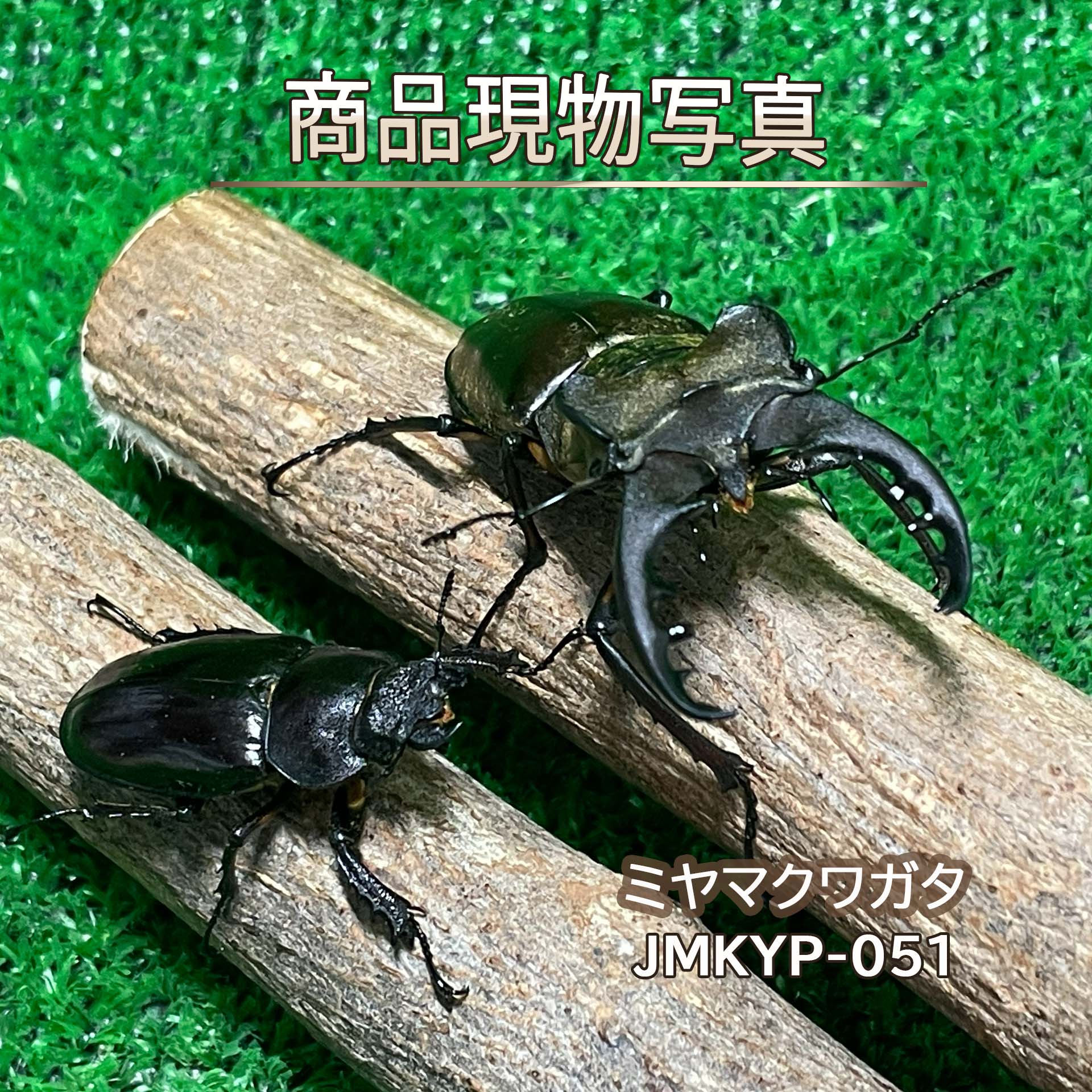 【超特大】 ミヤマクワガタ ペア ♂69.3mm ♀38.6mm 生体 計2頭 【JMKYP-051】 国産 ...