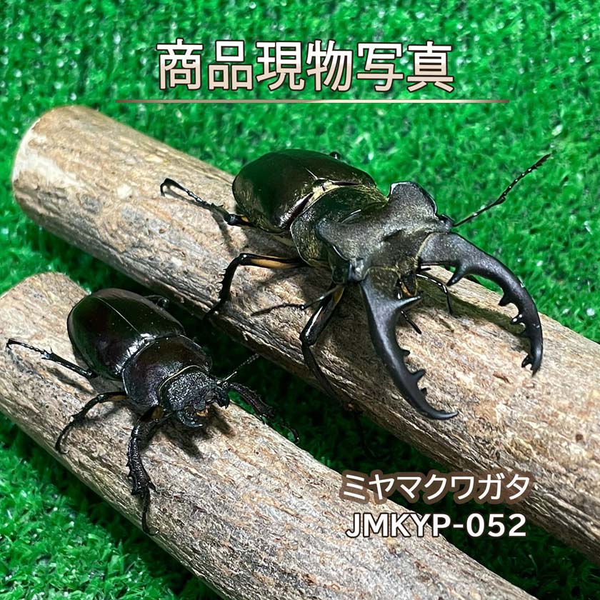 【特大】 ミヤマクワガタ ペア ♂68.5mm ♀38.4mm 生体 計2頭 【JMKYP-052】 国産 クワガタ 昆虫（発送：60サイズ）