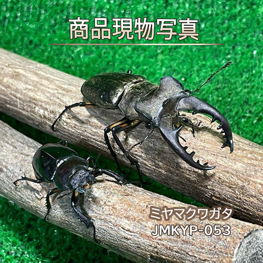 【特大】 ミヤマクワガタ ペア ♂68.1mm ♀37.2mm 生体 計2頭 【JMKYP-053】 国産 クワガタ 昆虫（発送：60サイズ）