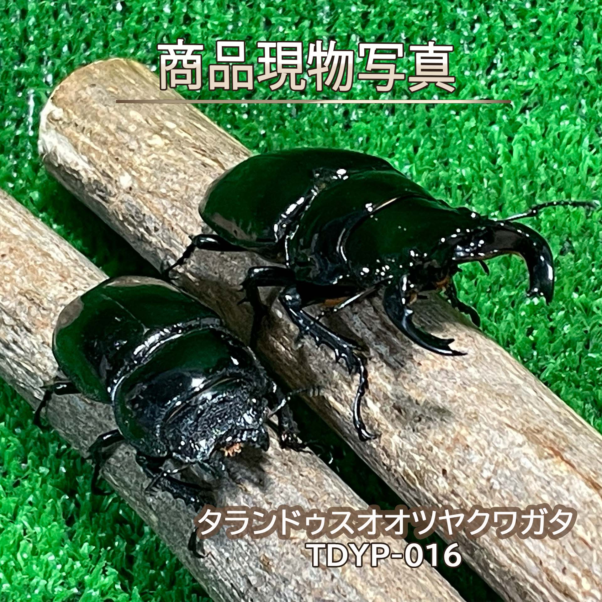 楽天市場】タランドゥスオオツヤクワガタの通販