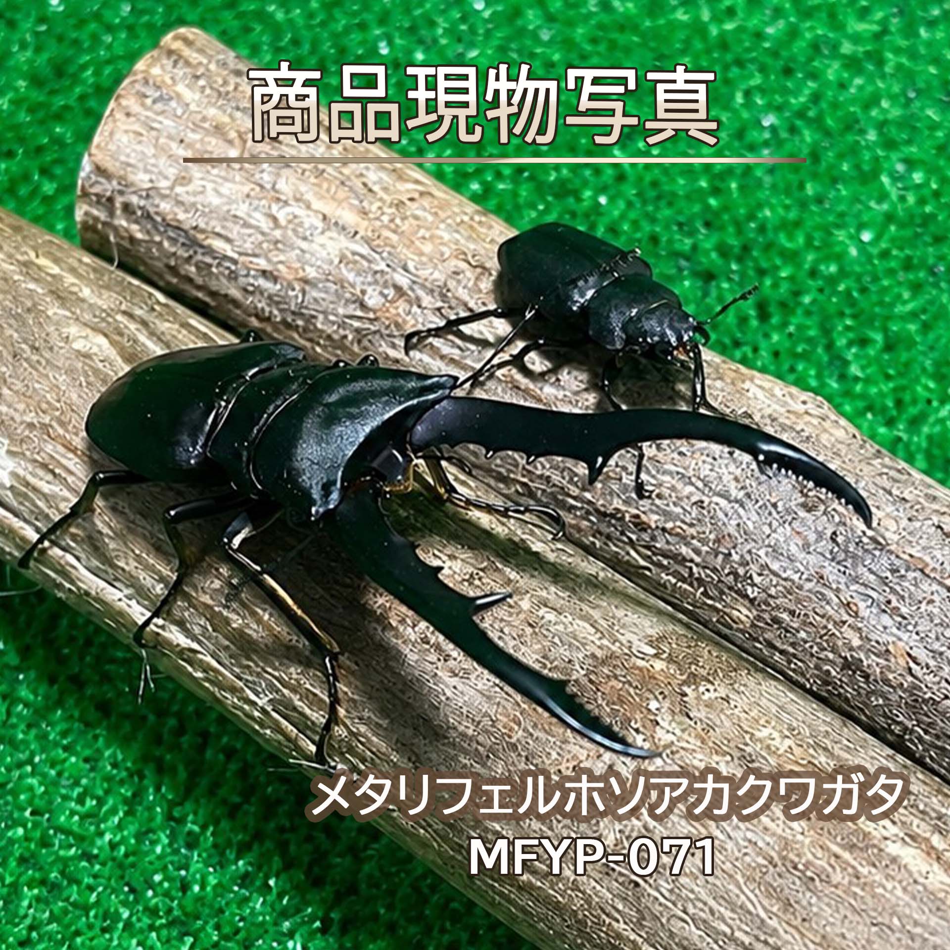 【大型血統】メタリフェルホソアカクワガタ 成虫ペア ♂74.1mm ♀26.5mm 生体 計2頭 【MFYP-071】 バイオレットブルー 新成虫 外国産 クワガタ 昆虫（発送：60サイズ）