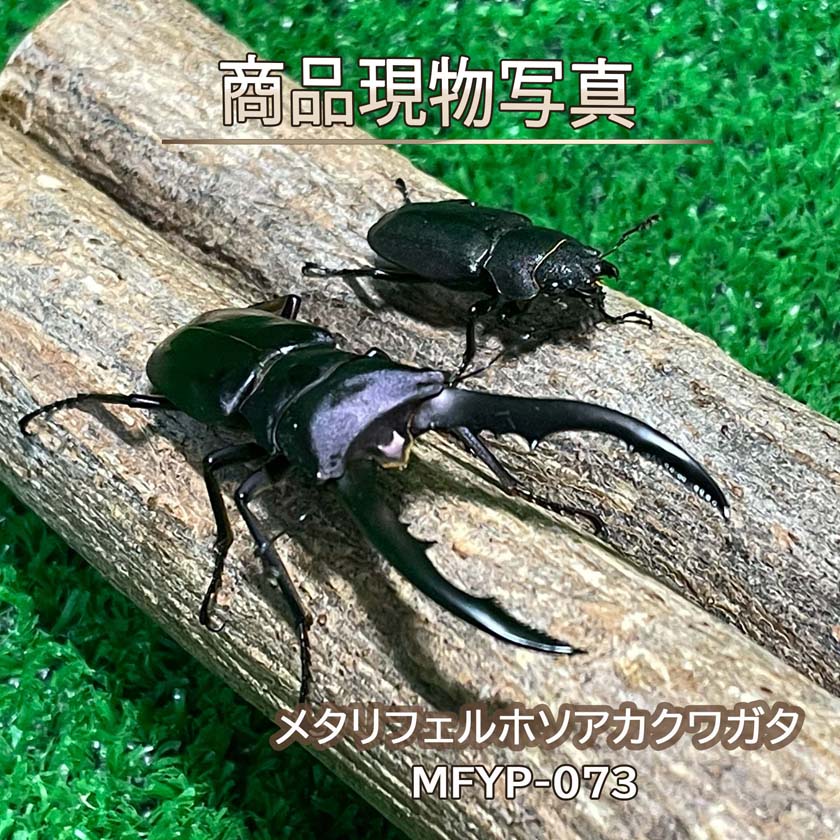 商品情報品種和名：メタリフェルホソアカクワガタ学名：Cyclommatus metallifer産地：インドネシア（ペレン島）種別：外国産クワガタ種親・サイズ・詳細【種親（同腹）】♂81.5mm（CBF2）× ♀27.5mm（CBF2）♂：58.3mm（CBF3）羽化日：2026年6月12日状態：後食済♀：26.4mm（CBF3）羽化日：2026年6月15日状態：後食済個体の詳細2026年8月11日現在、オス・メス共に後食を開始しております。オスは、メタリフェルホソアカクワガタの特徴でもある細長く伸びた大アゴが美しい58.3mmのやや小柄な個体です。バイオレットブルー（青紫）系の深みのある体色と、光の当たり方や見る角度によって変化する美しい光沢も魅力です。メスも状態の良い個体で、オス・メス共に観賞用としてはもちろん、今後のブリードにもおすすめの成虫ペアです。寿命メタリフェルホソアカクワガタの成虫寿命は、飼育環境にもよりますが、約6か月～1年前後がひとつの目安です。おおよその寿命目安・短命の場合：2026年12月～2027年1月頃まで・平均寿命：2027年2月～6月頃まで・長寿個体：2027年夏頃まで生存することがあります。寿命に影響するポイント※かなり個体差がありますが、以下で変わります。・温度（20～25℃前後が理想／高温多湿や急激な温度変化を避ける）・ゼリーの質・頻度（高タンパク・こまめな交換が重要）・活動量（ペアリングや産卵で大きく消耗）・ストレス（振動・過度な接触を避ける）・温度管理（特に夏季の高温に注意）ご注意※生体には個体差があり、飼育環境や個体の状態によって寿命は大きく異なります。また、商品ページに記載しているおおよその寿命目安は、羽化日や一般的な寿命をもとにした参考情報です。生体のため、寿命や繁殖結果を保証するものではございません。掲載写真は、実際にお届けする【MFYP-073】の個体です。生体につき、管理中にフセツ欠けや擦れなど状態が変化する場合がございます。体色は撮影時の照明や撮影環境、お使いのモニター等により、実物とは多少異なって見える場合がございます。【大型血統】メタリフェルホソアカクワガタ 成虫ペア ♂58.3mm ♀26.4mm 生体 計2頭 【MFYP-073】 バイオレットブルー 新成虫 外国産 クワガタ 昆虫（発送：60サイズ） 大型血統ながらやや小柄ですが、長く伸びた大アゴと、深みのあるバイオレットブルーの美しい光沢が魅力！観賞・ブリードにもおすすめの成虫ペアです。 極端な性的二型と、時として体長の半分以上に達する雄個体の長大な大顎が大きな特徴である。このような体型は細い枝を主な生活場所として餌場や雌を奪い合う本種雄の生活スタイルに向いていると考えられている。大型のクワガタにしては珍しく争いを好まない性格で、成虫の寿命は6ケ月程度とされています。 10