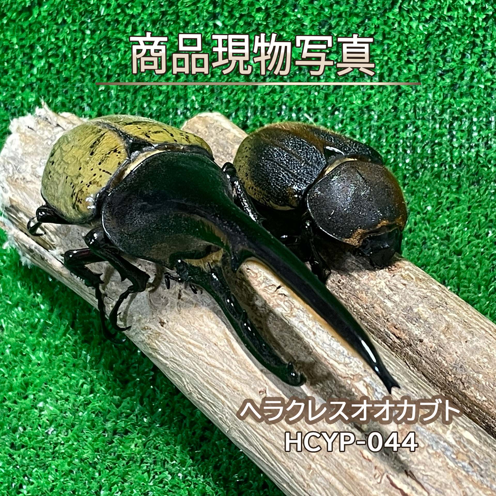 商品情報品種和名：ヘラクレスオオカブト学名：Dynastes hercules hercules産地：グアドループ種親・サイズ・詳細【種親】（同腹）♂ 171.3mm (CBF1) X ♀ 71.2mm (CBF1)♂ オスサイズ：153.6mm羽化日：2026年6月28日状態：未後食累代：CBF2♀ メスサイズ：72.8mm羽化日：2026年5月12日状態：後食済累代：CBF2個体の詳細大型血統から羽化した、ヘラクレスオオカブトの成虫ペアです。♂は153.6mm。長く伸びた胸角と力強い体型を持ち、ヘラクレスオオカブトらしい迫力を十分に楽しめる個体です。♀は72.8mmと大型で、すでに後食を開始しています。種親には**♂171.3mm×♀71.2mm**を使用しており、♂♀ともに同じ親から羽化した同腹個体となります。♂は現在未後食のため、活動開始までは個体の状態を確認しながら管理してください。掲載写真は、実際にお届けするHCYP-044の現物個体です。寿命ヘラクレスオオカブトの成虫の寿命は、飼育下でおよそ8か月～1年、状態が良いと1年半ほど生きることがあります。【注】羽化して成熟した後の期間を指し、幼虫期間や蛹の期間を含めると、全体的なライフサイクルはさらに長くなります。おおよその寿命目安・短命の場合：2026年11月～12月頃まで・平均的な場合：2027年1月～5月頃まで・長寿の場合：2027年6月～秋頃まで生きる可能性もあります。※寿命には個体差があり、飼育環境や温度、活動量、交尾・産卵などによって大きく前後します。寿命に影響するポイント※かなり個体差が出るので、以下で変わります。・温度（20～25℃前後が理想／高温は寿命を縮めやすい）・ゼリーの質・頻度（高タンパク・こまめな交換が重要）・活動量（ペアリングや産卵で大きく消耗）・ストレス（振動・過密・頻繁な開閉など）・湿度管理（乾燥しすぎると弱りやすい）ご注意生体は一匹ごとに個体差があり、飼育環境や管理状況によって寿命は大きく変わります。また、商品ページに記載しております寿命は一般的な目安であり、推定寿命につきましても個体の状態をもとにした参考情報です。飼育環境や個体差などにより大きく異なるため、必ずしもその期間を保証するものではございません。短期間で弱ってしまう場合もございますが、何卒ご理解いただきますようお願い申し上げます。【大型血統】 ヘラクレスオオカブト 成虫ペア ♂153.6mm ♀72.8mm 生体 計2頭 【HCYP-044】 外国産 カブトムシ 昆虫（発送：60サイズ） 大型血統直系！世界最大級のカブトムシ。大型血統ならではの迫力ある長い角と圧倒的な存在感が魅力です。 通称ヘルクレスオオカブトともいう。基本亜種のssp. hercules herculesは角を含めた全長が最大18cmにも達し、世界最大のカブトムシとされる。オスの成虫は頭角と胸角が共に長く、内側には毛が生える。前翅は黄褐色だが、稀に水色の個体もあらわれ珍重される。多くの亜種に分かれ、その生息地域によって、同じ種とは思えないほど、大きさと個体変異の差が顕著に出てくるのも本種の特徴である。世界最大のカブトムシだけにペット人気は非常に高く、本属では最も輸入量が多く、それ故に飼育人口も個体数も多いのが本種である。 10