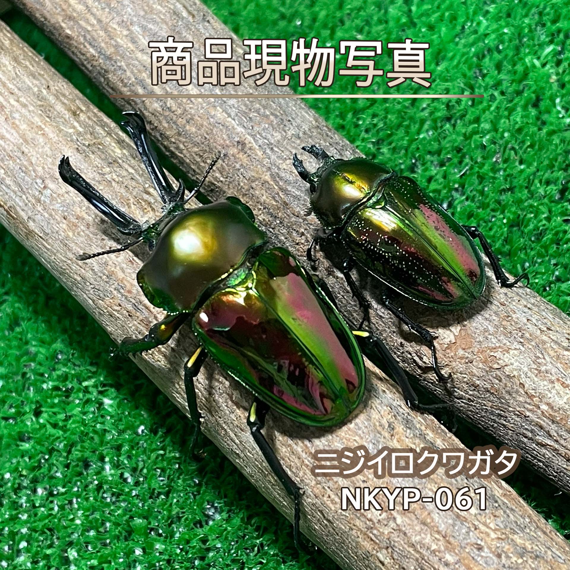 【大型血統】 ニジイロクワガタ 成虫ペア ♂59.2mm ♀40.0mm 生体 計2頭 【NKYP-061】 新成虫 外国産 クワガタ 昆虫（発送：60サイズ）