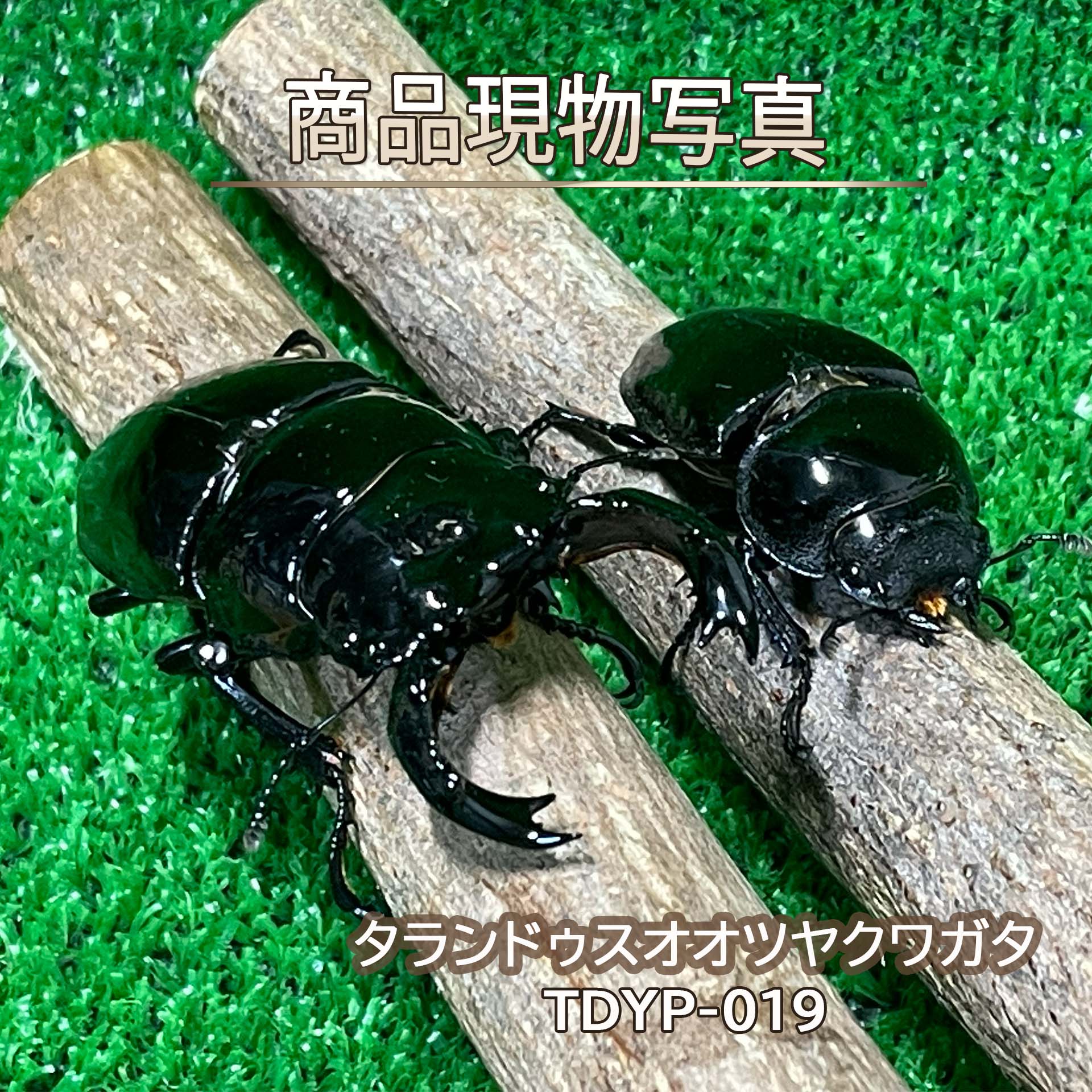 【大型血統】 タランドゥスオオツヤクワガタ ペア ♂84.5mm ♀54.4mm 生体 計2頭 【TDYP-019】 外国産クワガタ 昆虫（発送：60サイズ）