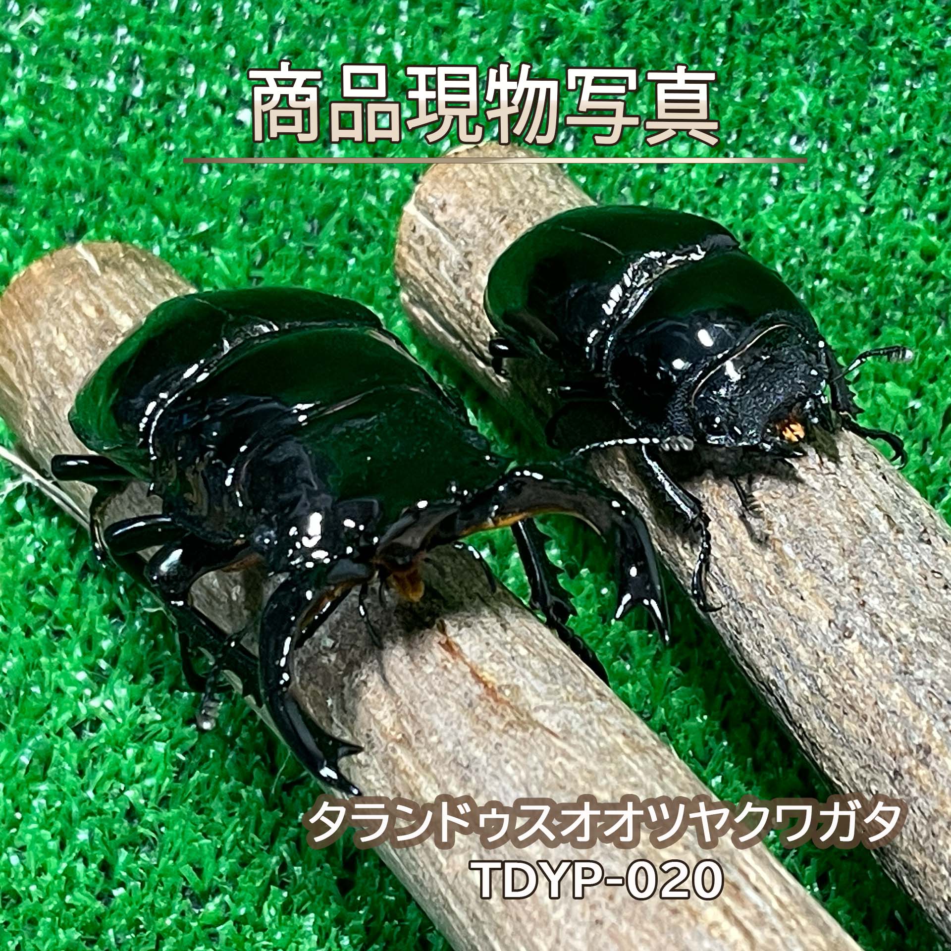 【大型血統】 タランドゥスオオツヤクワガタ ペア ♂86.7mm ♀55.1mm 生体 計2頭 【TDYP-020】 外国産クワガタ 昆虫（発送：60サイズ）