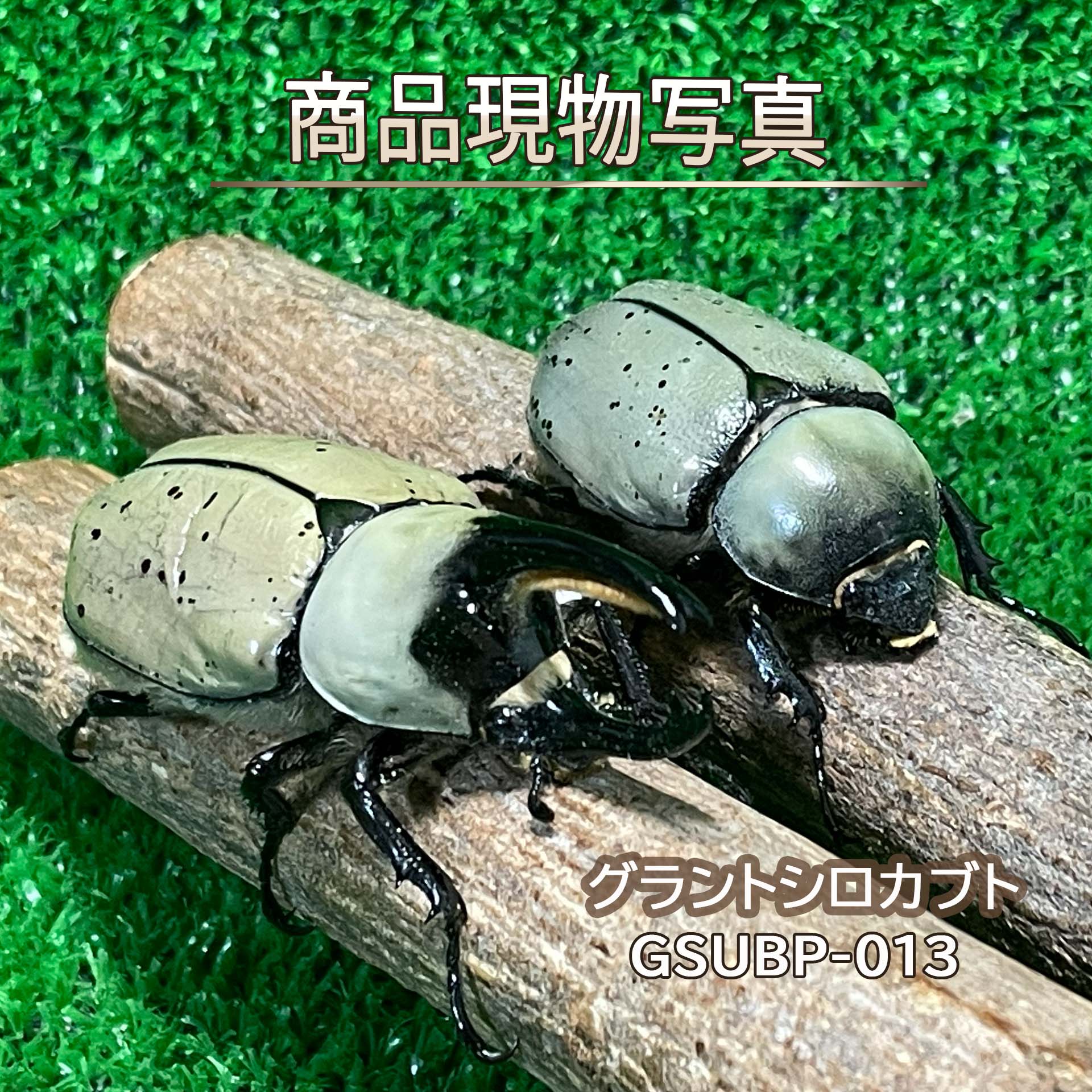 【大型ホワイト血統】 グラントシロカブト B品ペア ♂76.3mm ♀53.6mm 生体 計2頭 【GSUBP-013】 外国産カブトムシ 昆虫（発送：60サイズ）