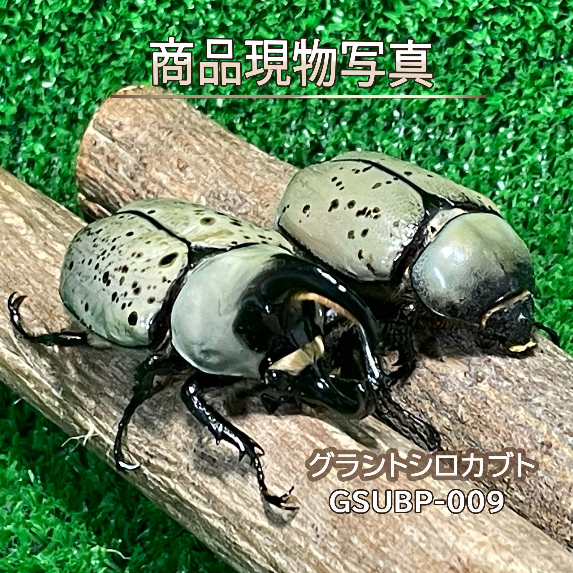 グラントシロカブト B品ペア ♂66.2mm ♀50.1mm 生体 計2頭 【GSUBP-009】 外国産カブトムシ 昆虫（発送：60サイズ）