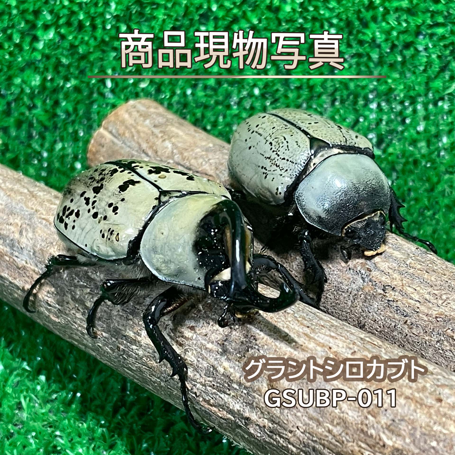 グラントシロカブト B品ペア ♂68.6mm ♀49.6mm 生体 計2頭 【GSUBP-011】 外国産カブトムシ 昆虫（発送：60サイズ）