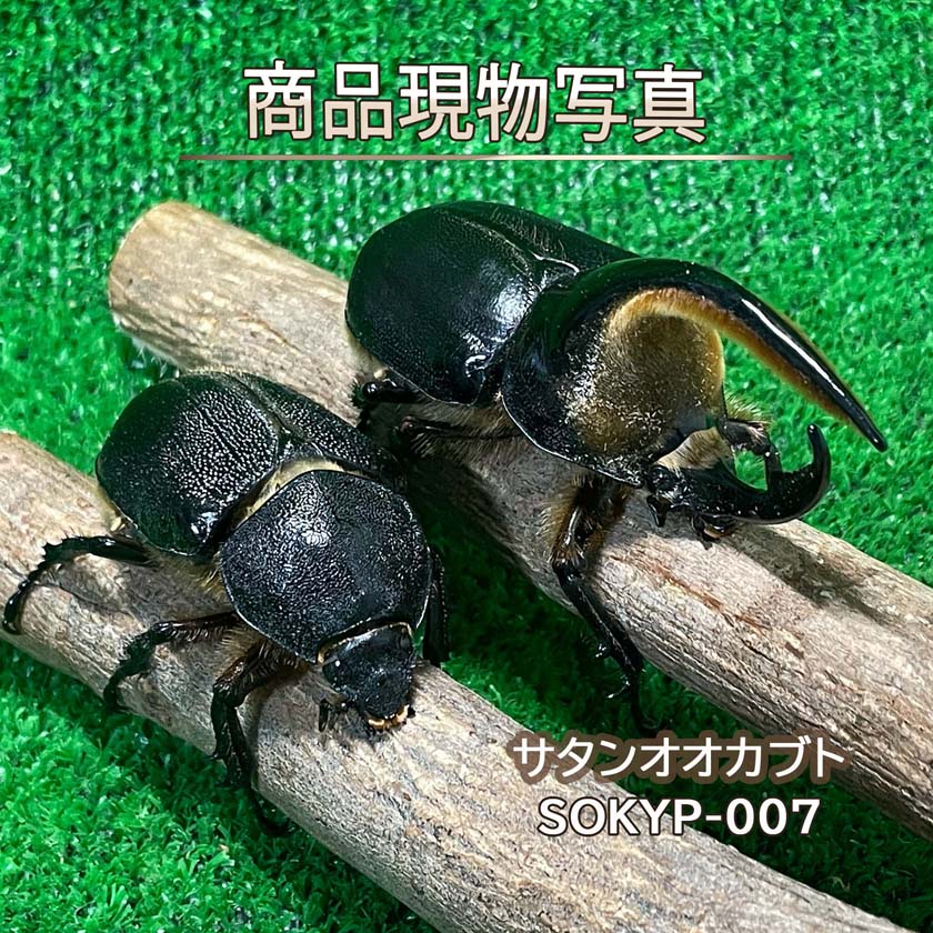 【大型血統】 サタンオオカブト ペア ♂106.2mm ♀69.9mm 生体 計2頭 【SOKYP-007】 外国産 カブトムシ 昆虫（発送：60サイズ）