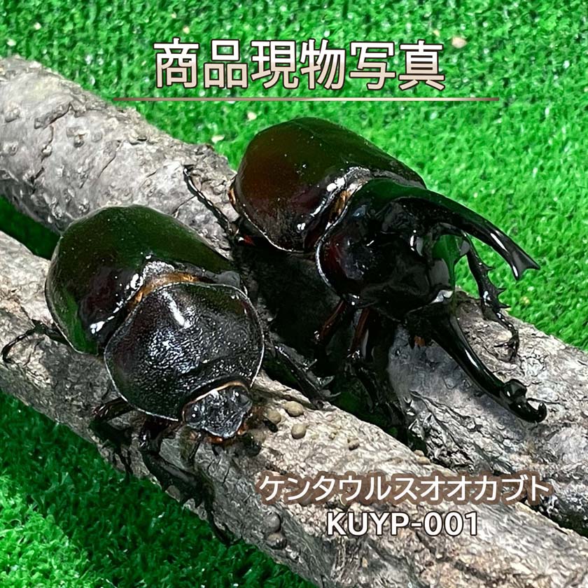 【大型血統】 ケンタウルスオオカブト ペア ♂87.9mm ♀63.2mm 生体 計2頭 【KUYP-001】 外国産 カブトムシ 昆虫（発送：60サイズ）