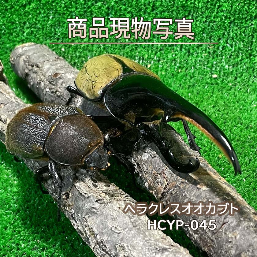 楽天市場】ヘルクレスオオカブトの通販