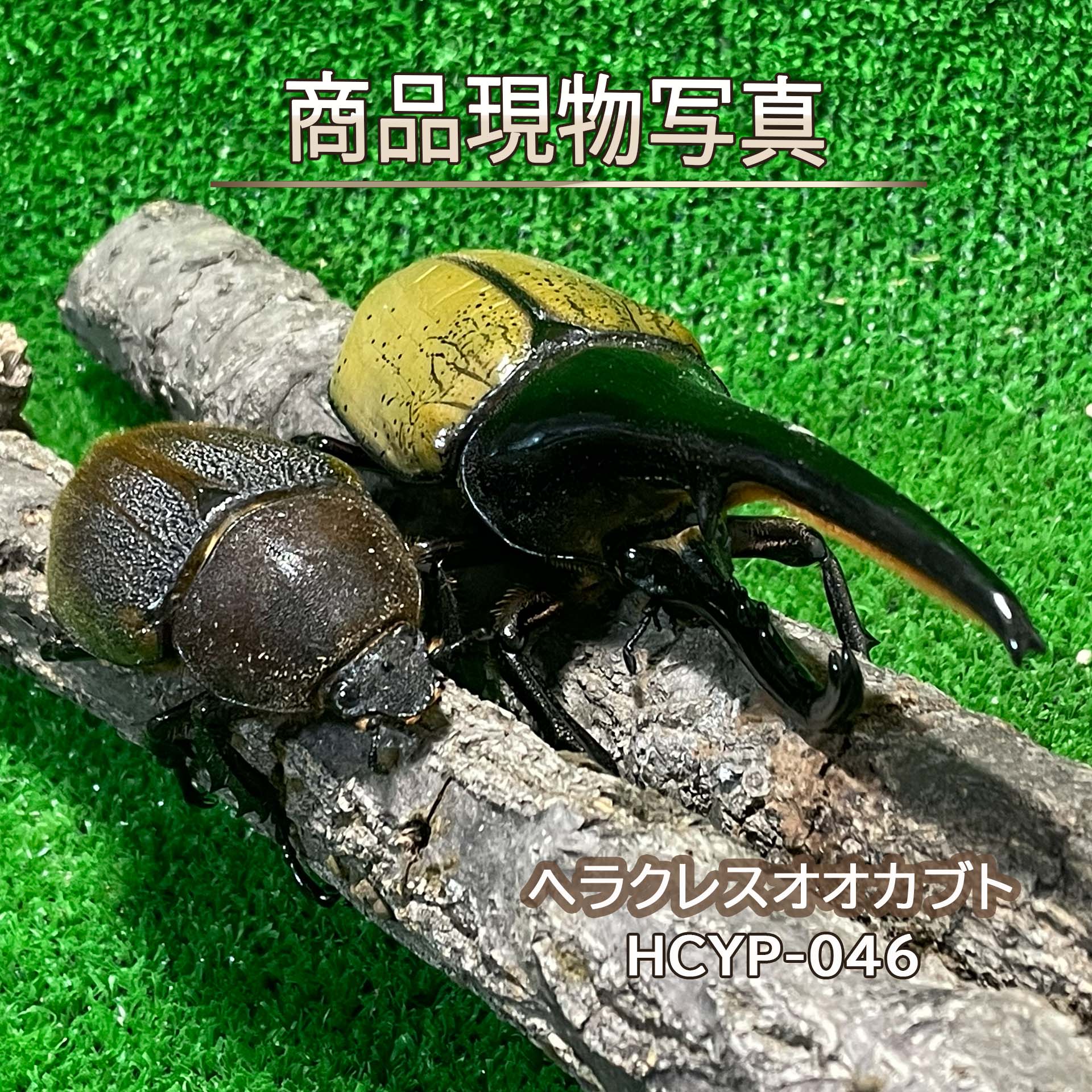 【大型血統】 ヘラクレスオオカブト ペア ♂157.9mm ♀71.2mm 生体 計2頭 【HCYP-046】 外国産 カブトムシ 昆虫（発送：80サイズ）