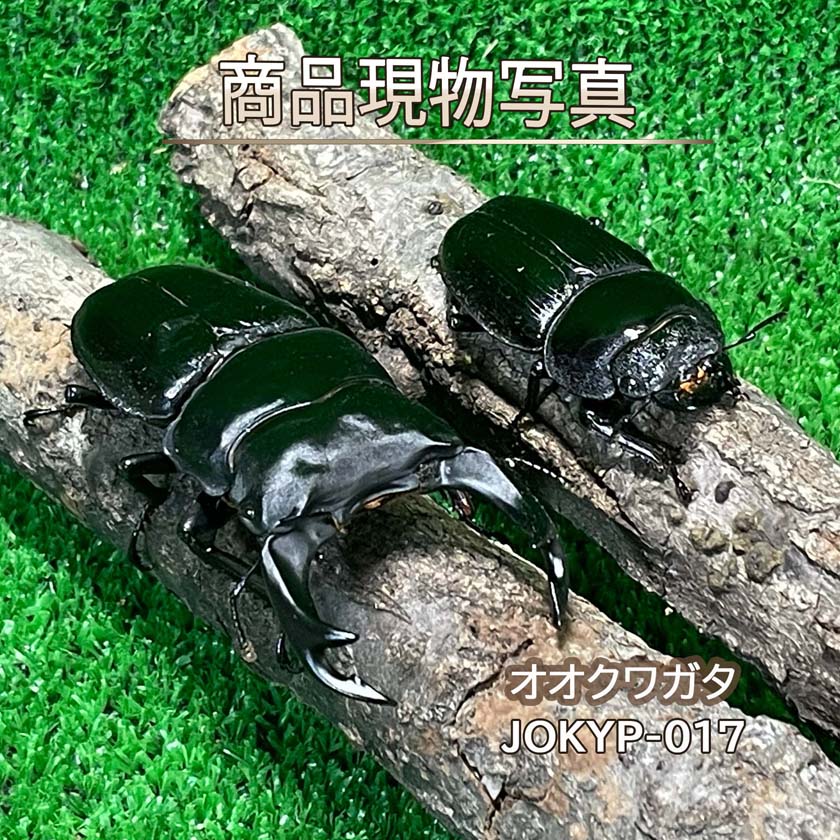 【能勢YG血統】 オオクワガタ ペア ♂85.2mm ♀54.4mm 生体 計2頭 【JOKYP-017】 クワガタ 昆虫（発送：60サイズ）