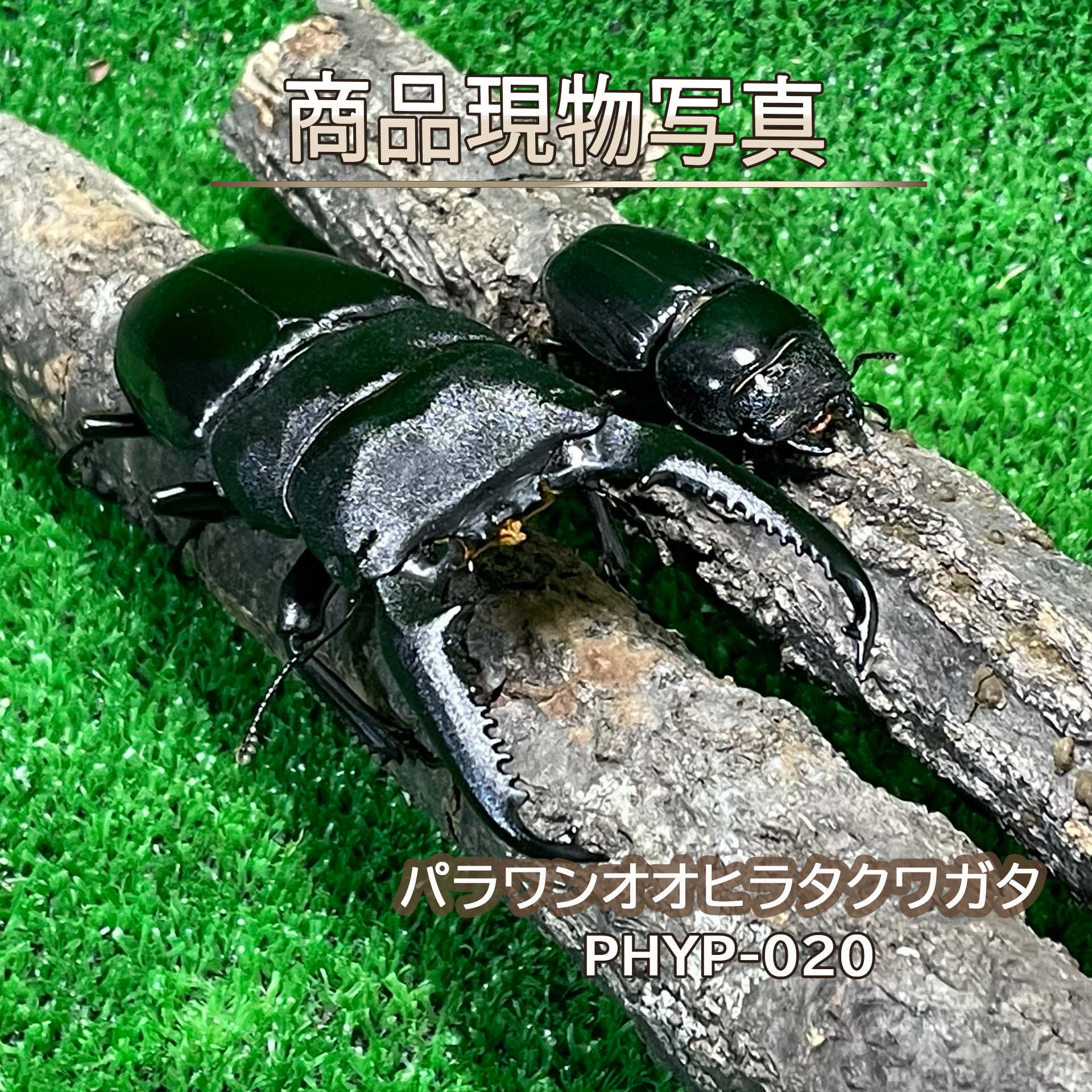 楽天市場】パラワンオオヒラタクワガタ 販売の通販