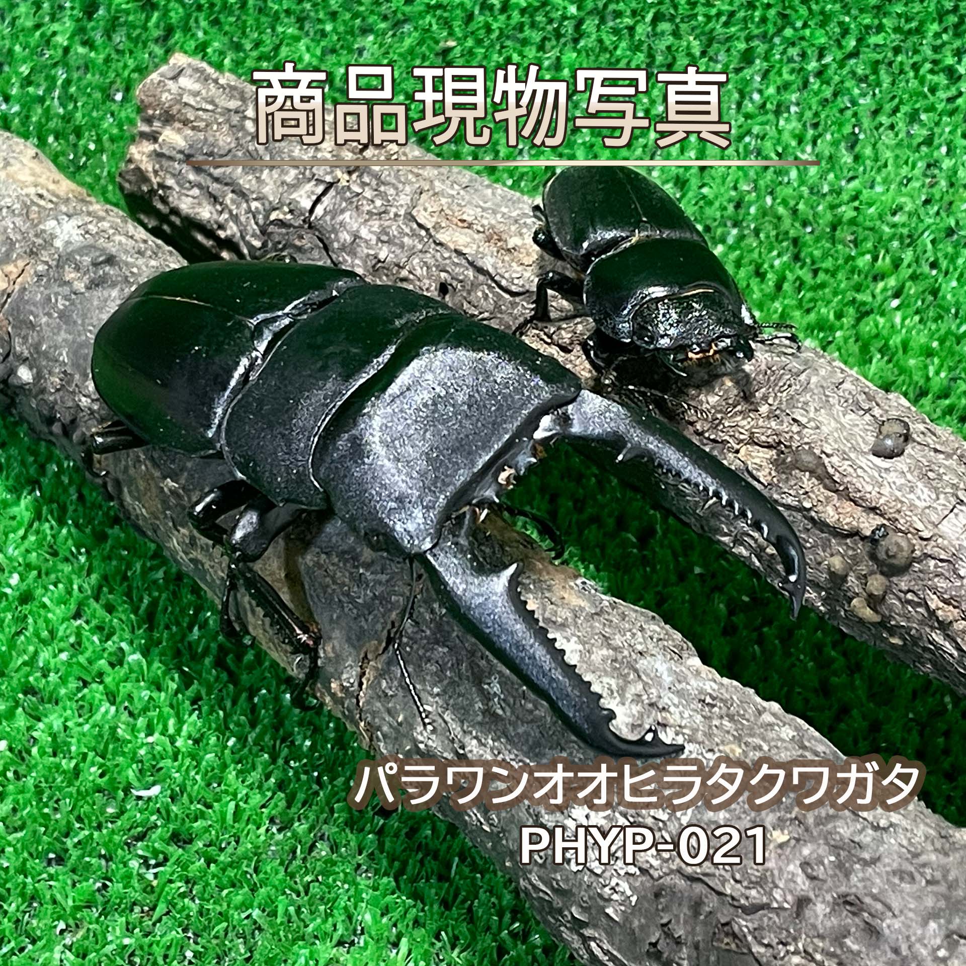 【特大ペア】 パラワンオオヒラタクワガタ ペア ♂102.8mm ♀50.7mm 生体 計2頭 【PHYP-021】 クワガタ 昆虫（発送：60サイズ）