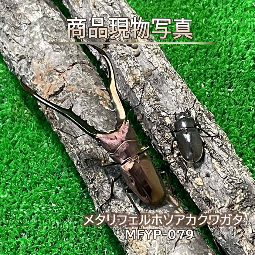 【大型血統】メタリフェルホソアカクワガタ ペア ♂82.4mm ♀27.4mm 生体 計2頭 【MFYP-079】 外国産クワガタ 昆虫（発送：60サイズ）