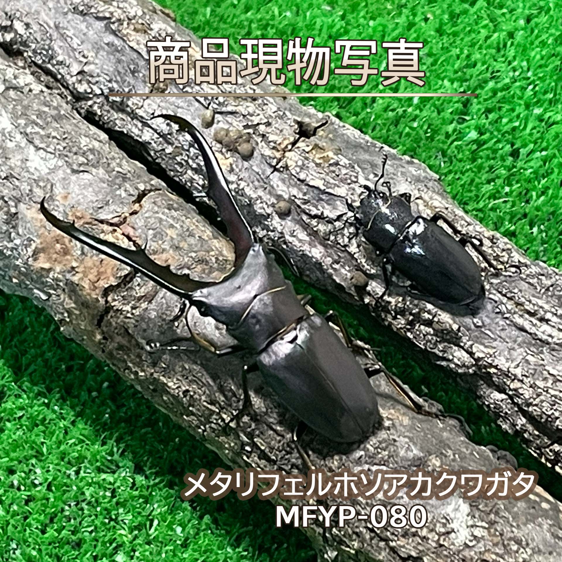【大型血統・大型♀】メタリフェルホソアカクワガタ ペア ♂71.1mm ♀28.4mm 生体 計2頭 【MFYP-080】 外国産クワガタ 昆虫（発送：60サイズ）