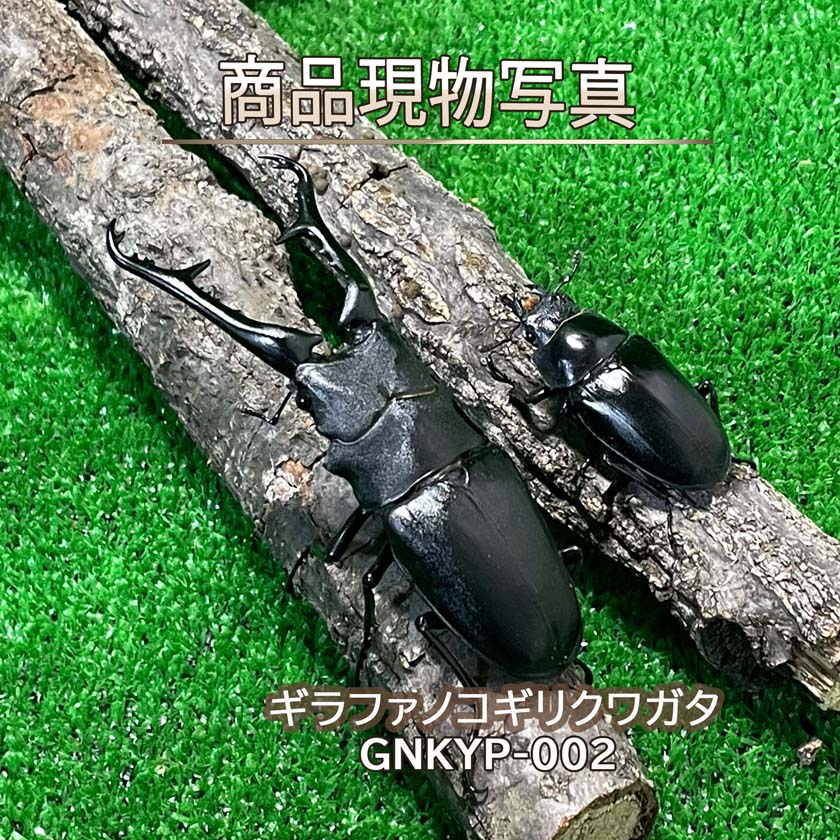 楽天市場】フローレス ギラファの通販
