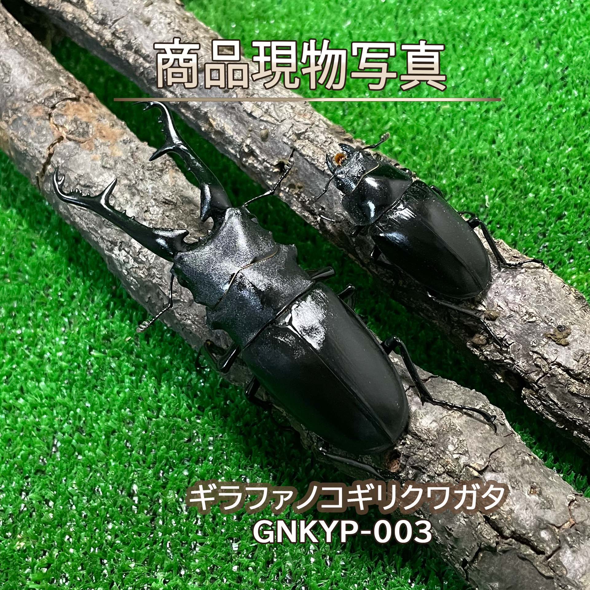 楽天市場】ギラファ ノコギリクワガタ幼虫の通販