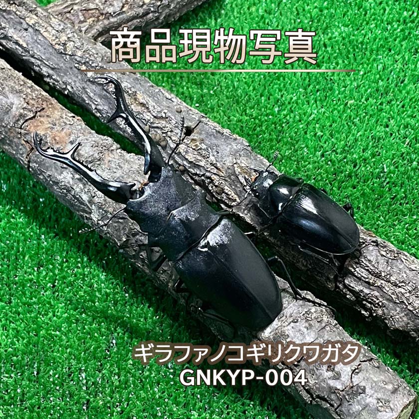 楽天市場】ギラファノコギリクワガタ オスの通販