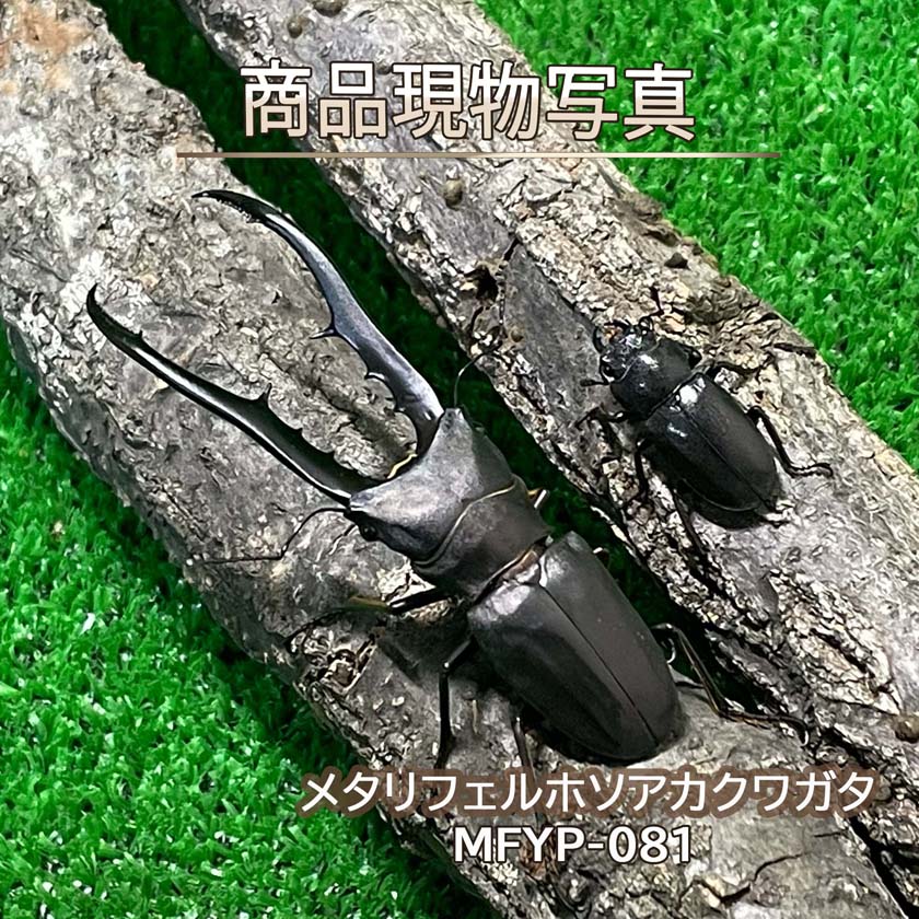 楽天市場】メタリフェルホソアカ クワガタ（ペット・ペットグッズ）の通販