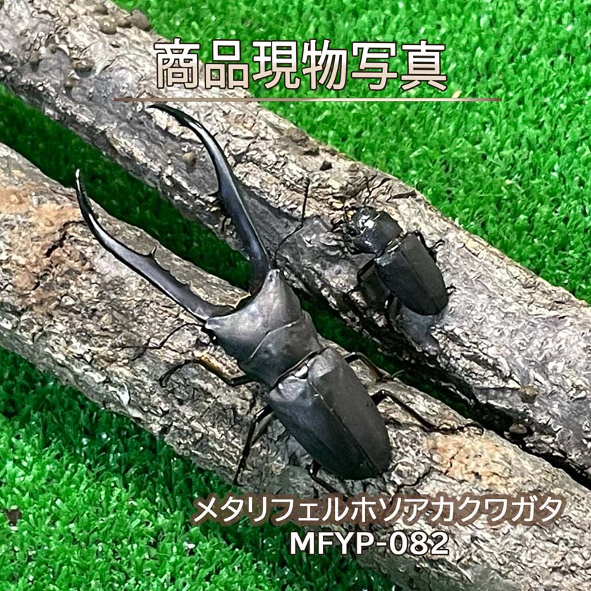 楽天市場】メタリフェルホソアカクワガタの通販