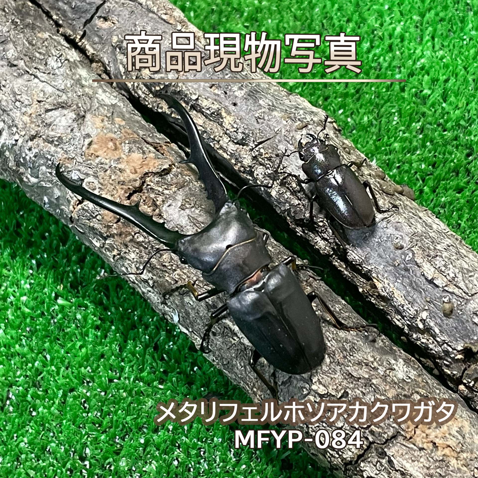 楽天市場】メタリフェルホソアカ クワガタの通販