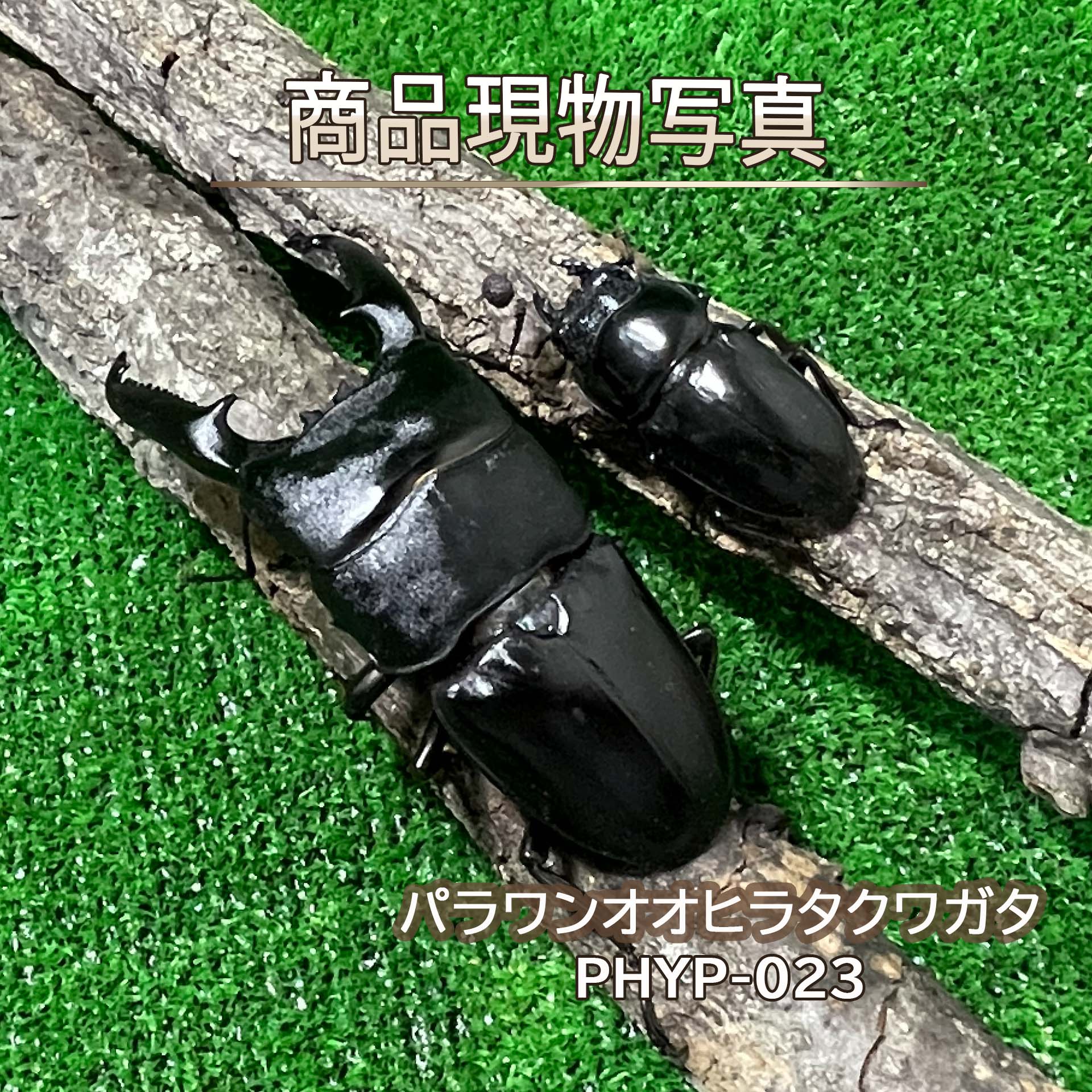 楽天市場】オオ ヒラタクワガタの通販