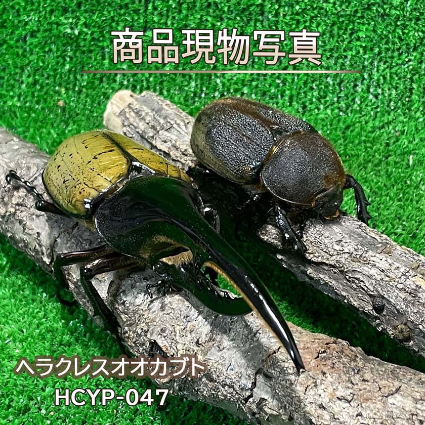 楽天市場】ヘルクレスオオカブトの通販
