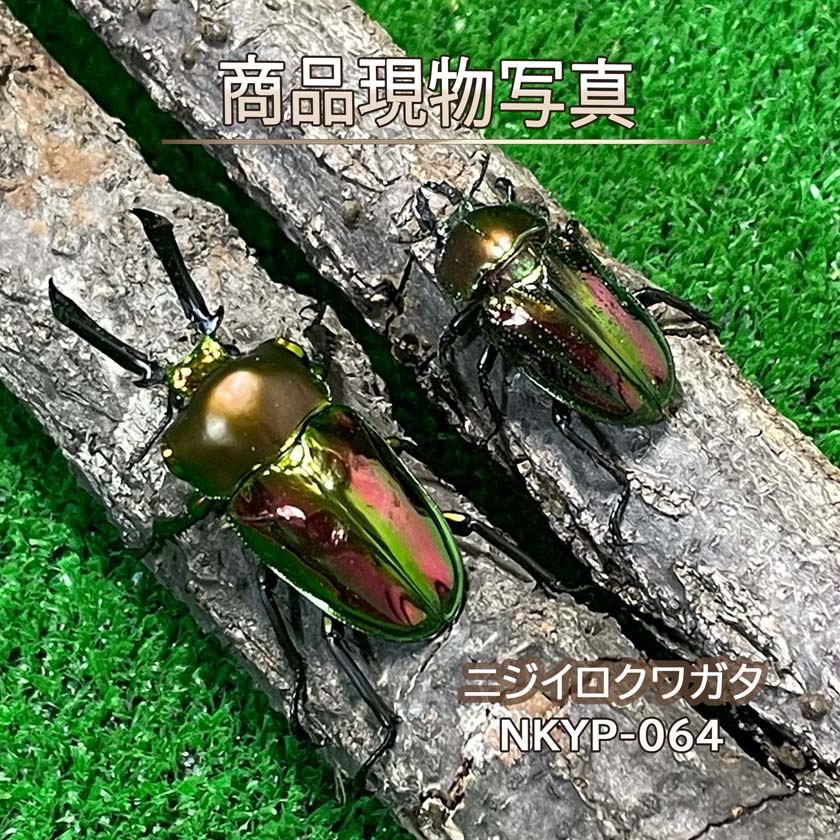 【初心者入門種】 ニジイロクワガタ 成虫ペア ♂55.3mm ♀37.7mm 生体 計2頭 【NKYP-...
