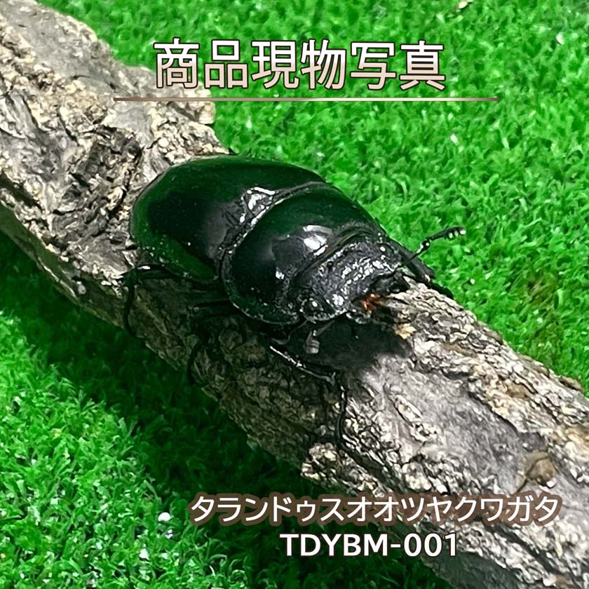 楽天市場】タランドゥスオオツヤクワガタ（昆虫｜ペット・ペットグッズ