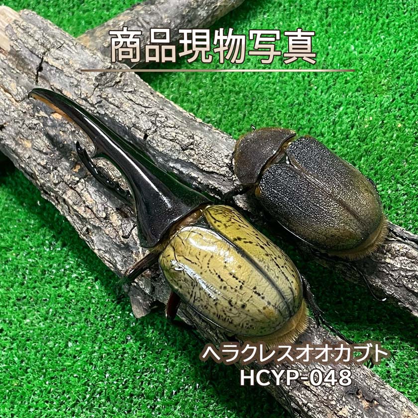楽天市場】ヘルクレスオオカブトの通販