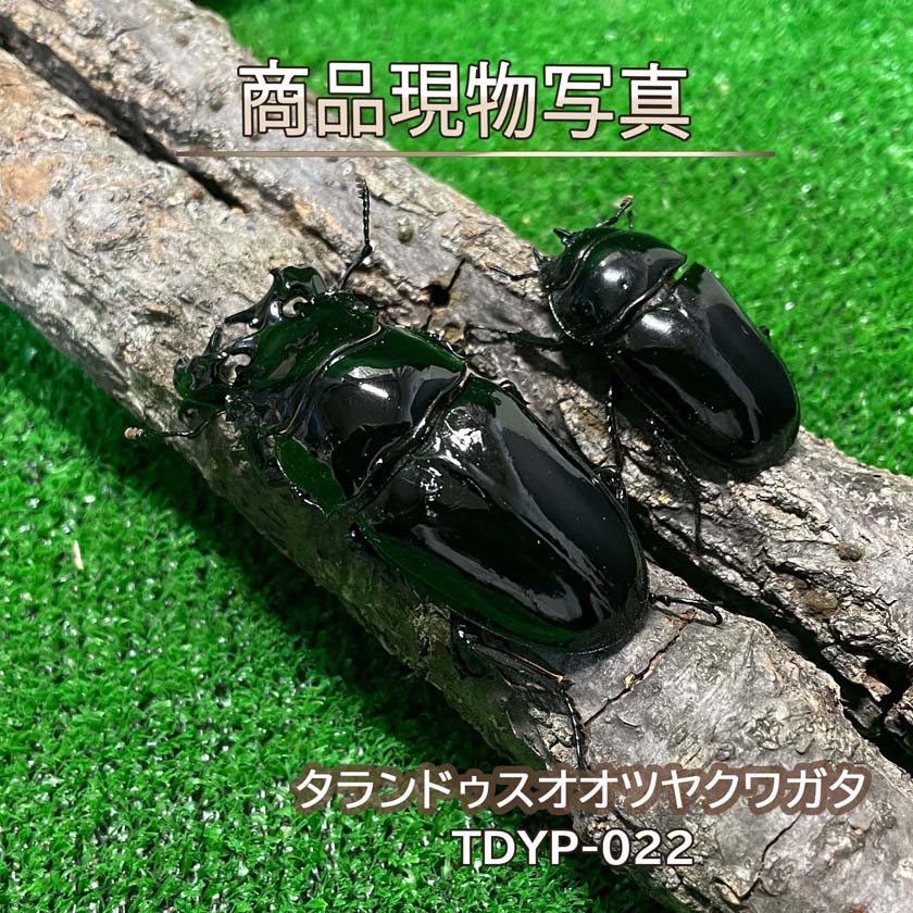 楽天市場】タランドゥスオオツヤクワガタ（昆虫｜ペット・ペットグッズ