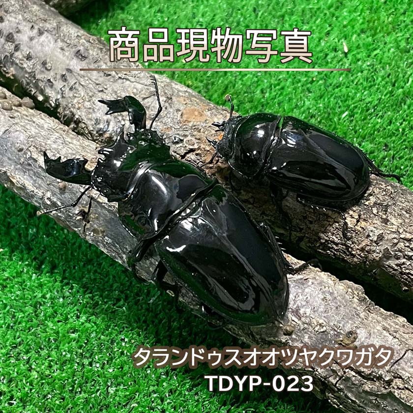 楽天市場】ムシキング タランドゥスの通販