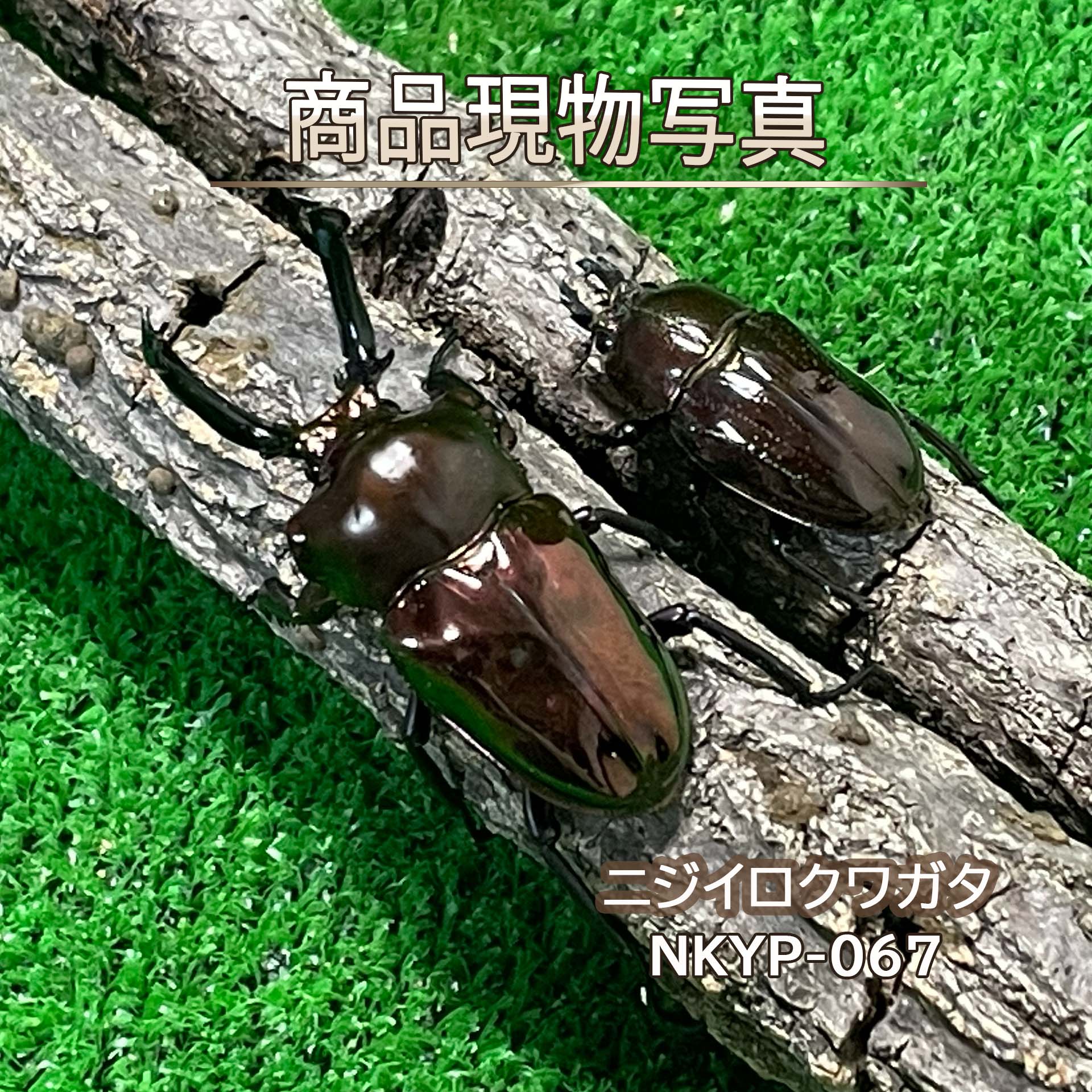 楽天市場】ニジイロクワガタの通販