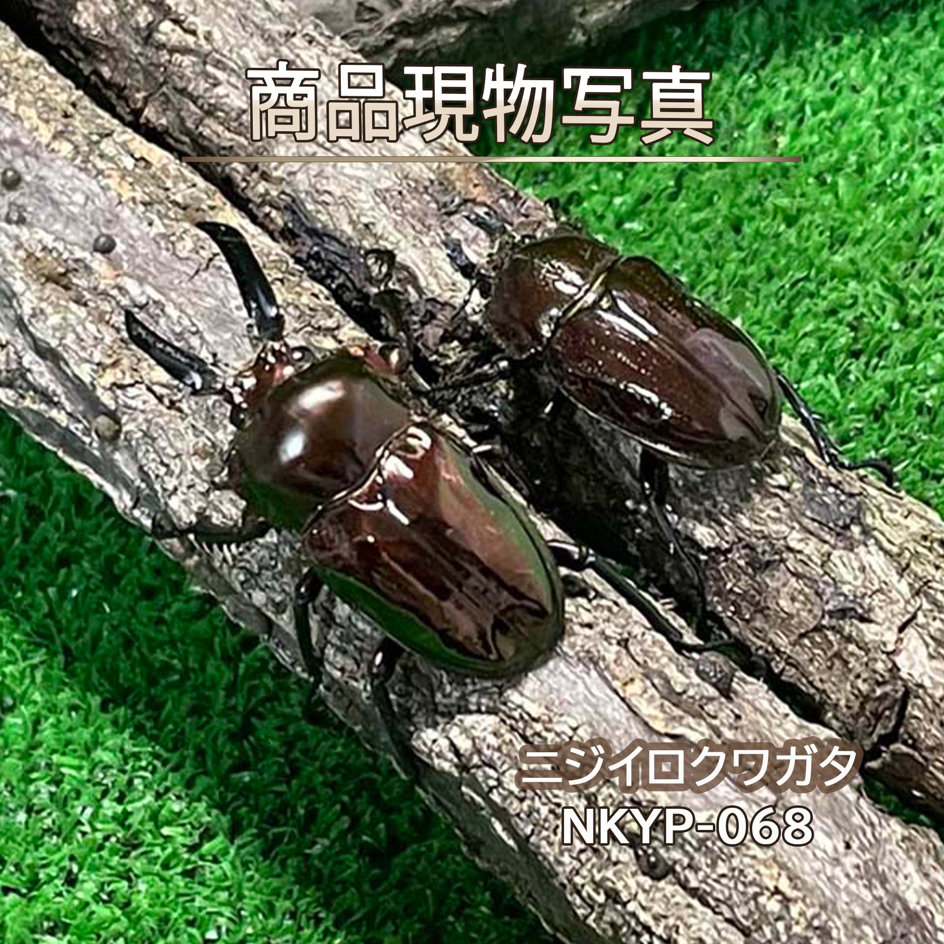 楽天市場】アマミシカクワガタ 昆虫の通販