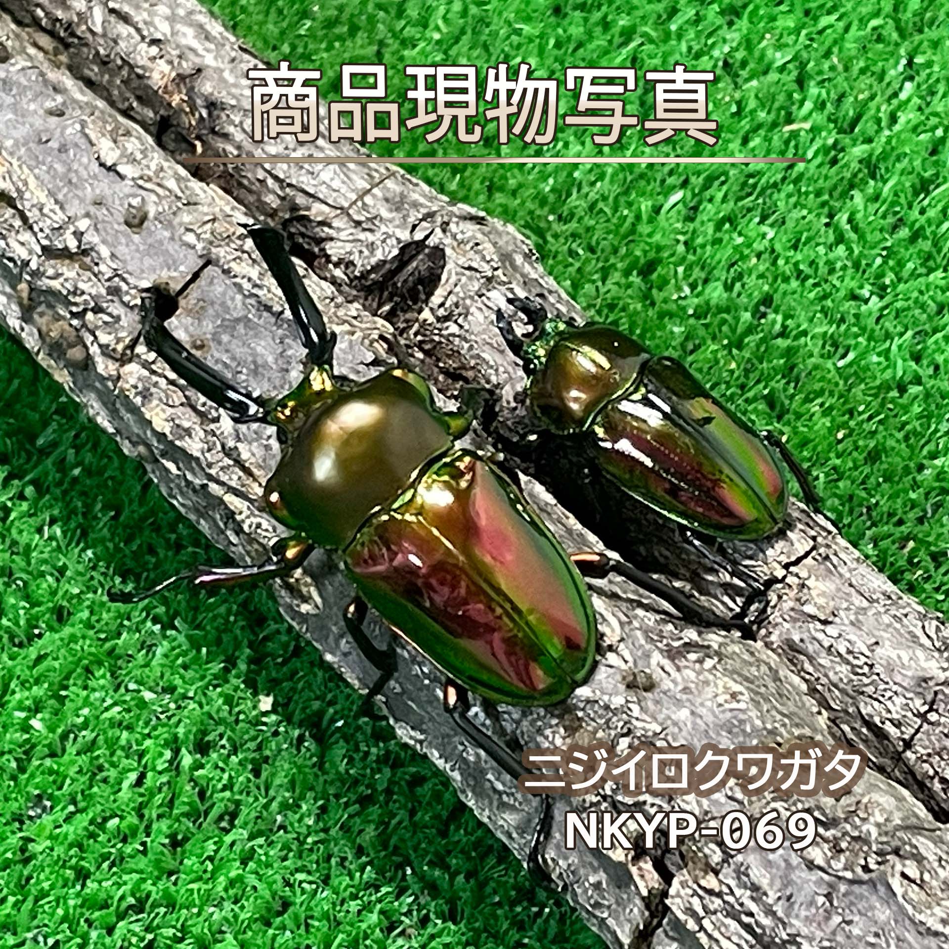 【赤みの強いノーマルカラー】 ニジイロクワガタ ペア ♂56.3mm ♀37.3mm CBF3【NKYP...