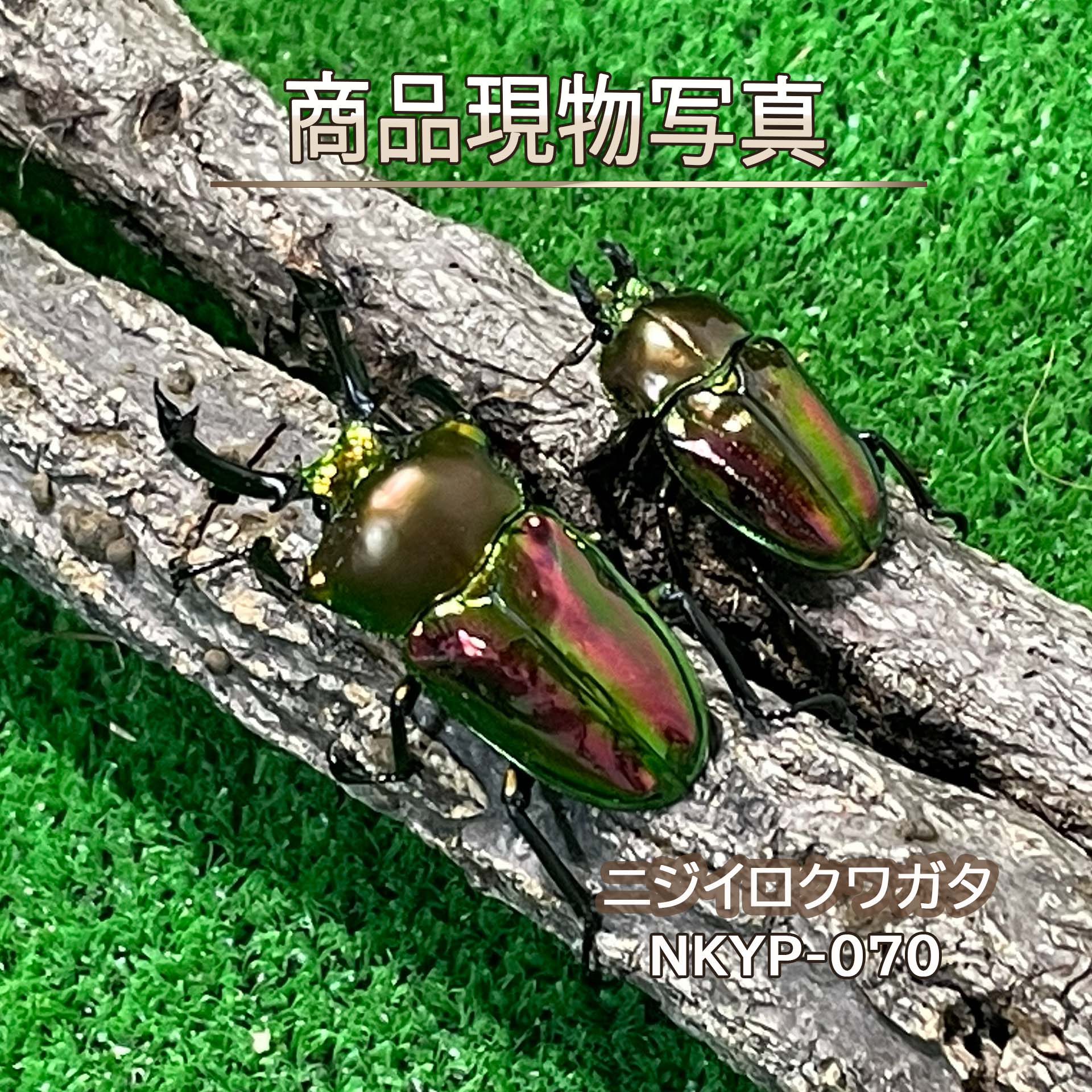 楽天市場】ニジイロクワガタ フィギュアの通販
