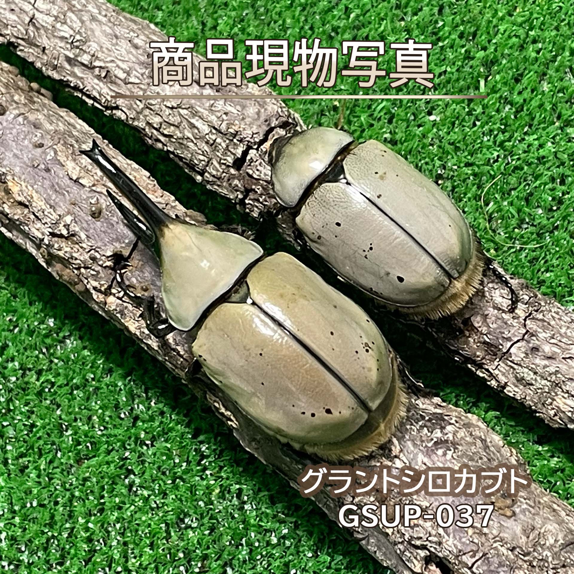 商品情報品種和名：グラントシロカブト学名：Dynastes grantii産地：アメリカ・アリゾナ州種別：外国産カブトムシ種親・サイズ・詳細【種親（同腹）】♂75.4mm（CBF2）×♀53.5mm（CBF2）【♂】サイズ：72.4mm羽化日：2026年9月2日状態：未後食累代：CBF3【♀】サイズ：50.2mm羽化日：2026年9月7日状態：未後食累代：CBF3個体の詳細2026年9月に羽化した新成虫のペアです。♂72.4mm・♀50.2mmと、♂♀ともにしっかりとしたサイズのペアです。今回の販売個体は♂♀ともに黒点が非常に少なく、ホワイト血統らしい明るい体色が際立つ美しい個体です。♂は長く伸びた胸角とバランスの良い体型をしており、♀も50mmUPの大型個体です。黒点の入り方や体色には個体差がありますので、掲載している商品現物写真にて実際の個体をご確認ください。寿命グラントシロカブトの成虫寿命は、飼育環境にもよりますが一般的に6か月から8か月前後とされています。寿命の目安（新成虫）♂ 羽化日：2026年9月2日・短命の場合：約2027年3月頃まで・一般的（平均）：2027年3月～5月頃・長寿個体：2027年5月以降まで生存する場合もあります♀ 羽化日：2026年9月7日・短命の場合：約2027年3月頃まで・一般的（平均）：2027年3月～5月頃・長寿個体：2027年5月以降まで生存する場合もあります※温度管理・活動開始時期・ゼリーの質・活動量・交尾や産卵の有無などにより、寿命は大きく変動します。寿命に影響するポイント※ かなり個体差が出るので、以下で変わります。・ 温度（20〜25℃前後が理想）・ ゼリーの質・頻度・ 活動量（ペアリングや産卵で消耗）・ ストレス（振動・過密など）ご注意生体は個体自身の寿命や天候及び交通事情等で、稀に死着になってしまう場合がございますが、生体は全て補償がございません。以上のことから、キャンセルや交換、返品等ができませんので、ご理解いただき、ご確認願います。飼育下においてフセツ欠損や脚取れ、脚の麻痺、顎割れ等のグレードダウンが確認された場合、誠に申し訳ございませんが、一方的にキャンセルとさせていただきます。キャンセルになった個体はアウトレット個体としてB品として再度販売することをご了承願います。また、ご注文後から発送までの当ショップ管理中に、フセツ欠損・死亡等の状態変化が生じた場合には、発送前にご連絡のうえ、ご注文をキャンセルさせていただく場合がございます。掲載写真は、実際にお届けする【GSUP-037】の個体です。【大型ホワイト血統】 グラントシロカブト ペア ♂72.4mm ♀50.2mm 生体 計2頭 【GSUP-037】外国産 カブトムシ 昆虫 成虫 ペット（発送：60または80サイズ） ♂72.4mm・♀50.2mmの大型ペア！♂♀ともに黒点が非常に少ない、大型ホワイト血統の美しい新成虫ペアで早い者勝ち！ カブトムシ類には珍しく、全身が白である。湿気があると濃いいグレー色をしていますが乾燥すると白色に変色します。北米産のカブトムシの中では最大種です。飼育は初心者でも簡単な部類ですが、普通のカブトムシより卵の期間が長く、長いものでは6か月間卵の状態で孵化するのが待ち遠しいですがその間の水分補給がとても重要になります。また、黒点が少ない個体が価値観が高くなり、反対に黒点が多い個体は価値観が低くなり価格も安くなる傾向にあります。 10