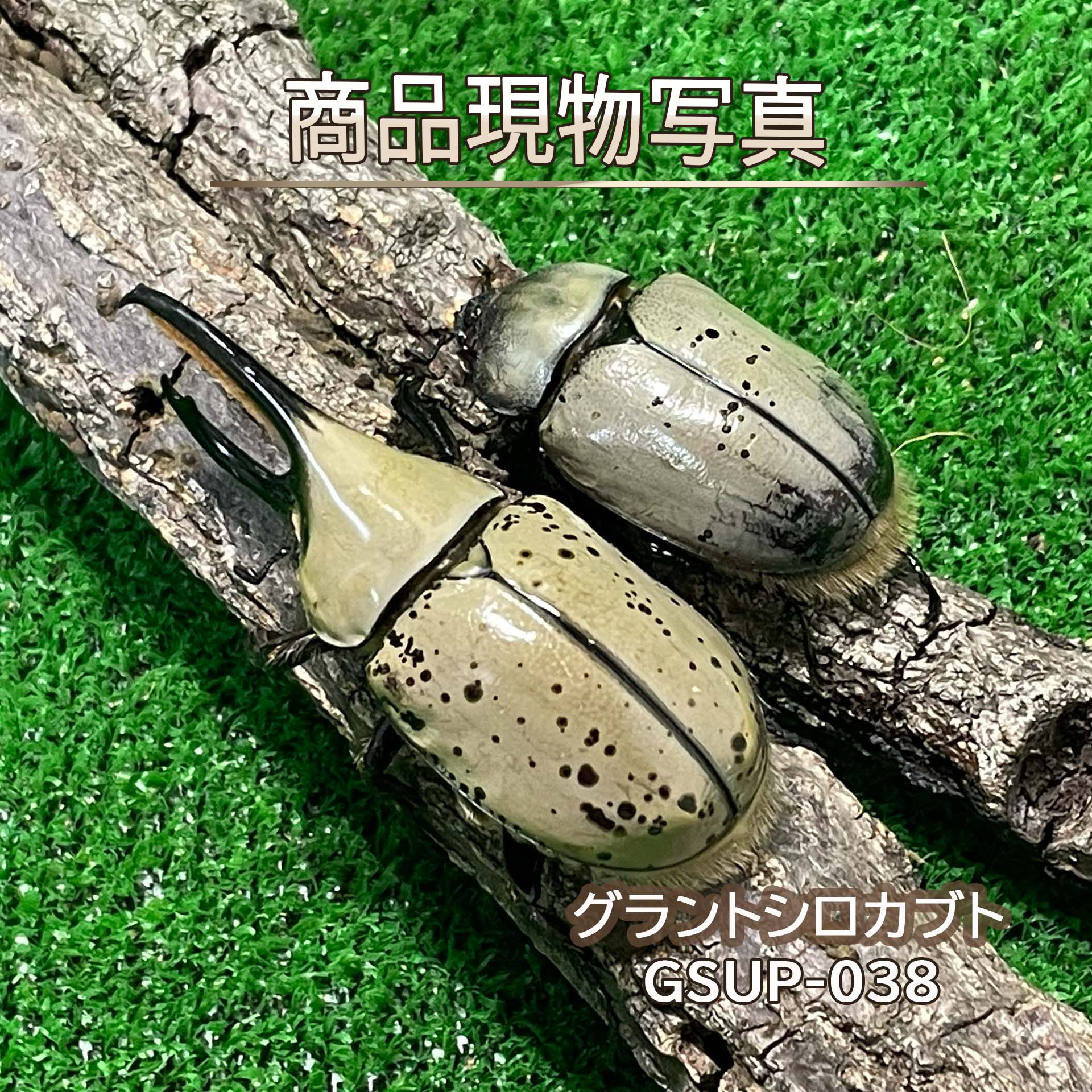 【大型血統】 グラントシロカブト ペア ♂74.7mm ♀50.8mm 生体 計2頭 【GSUP-038】 ...